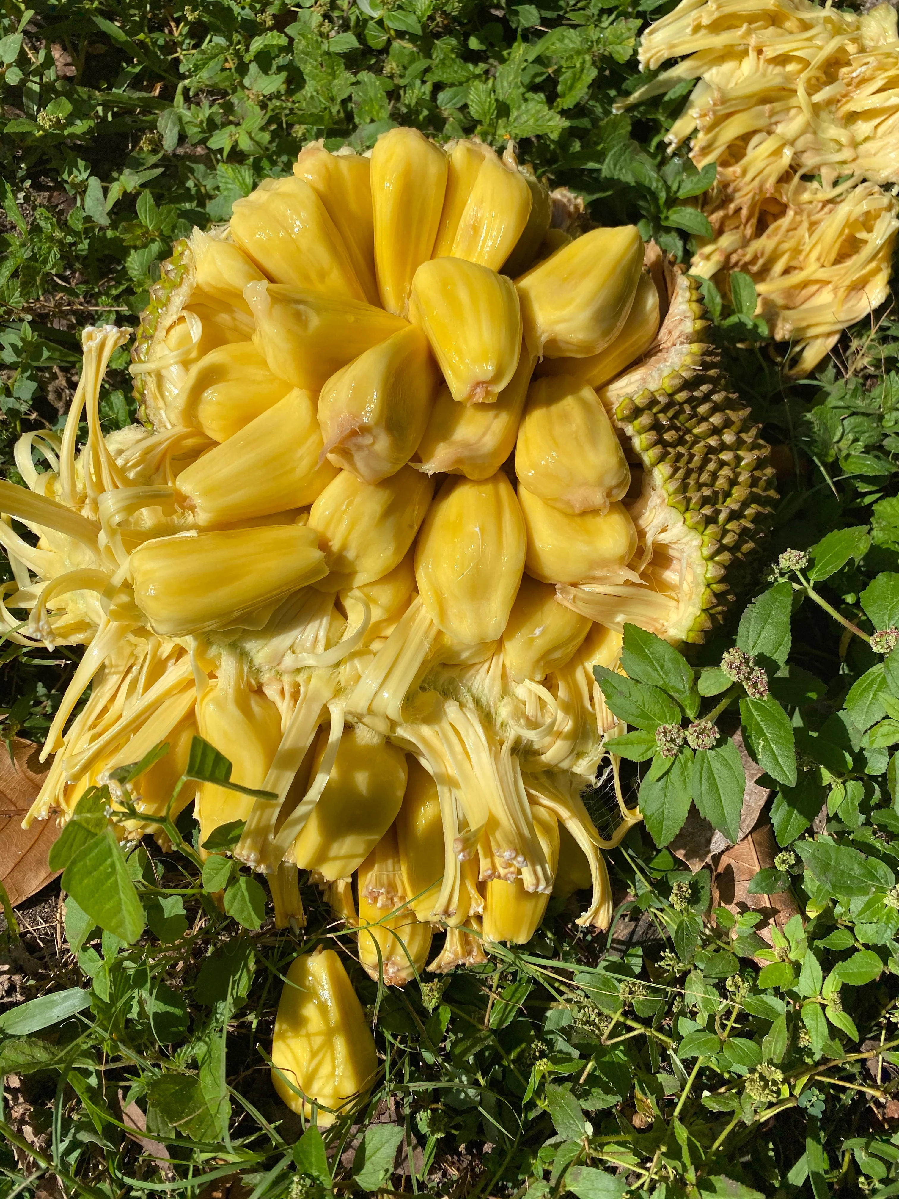 Mushy Jackfruit *Pre-Order* - Image 6