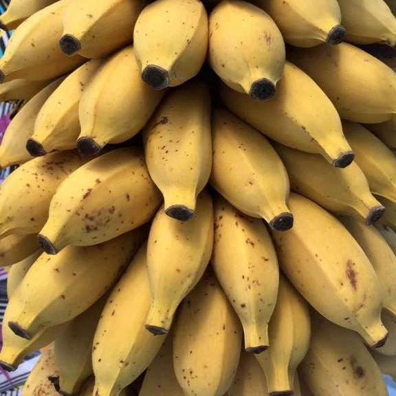 Mysore Banana - Image 3