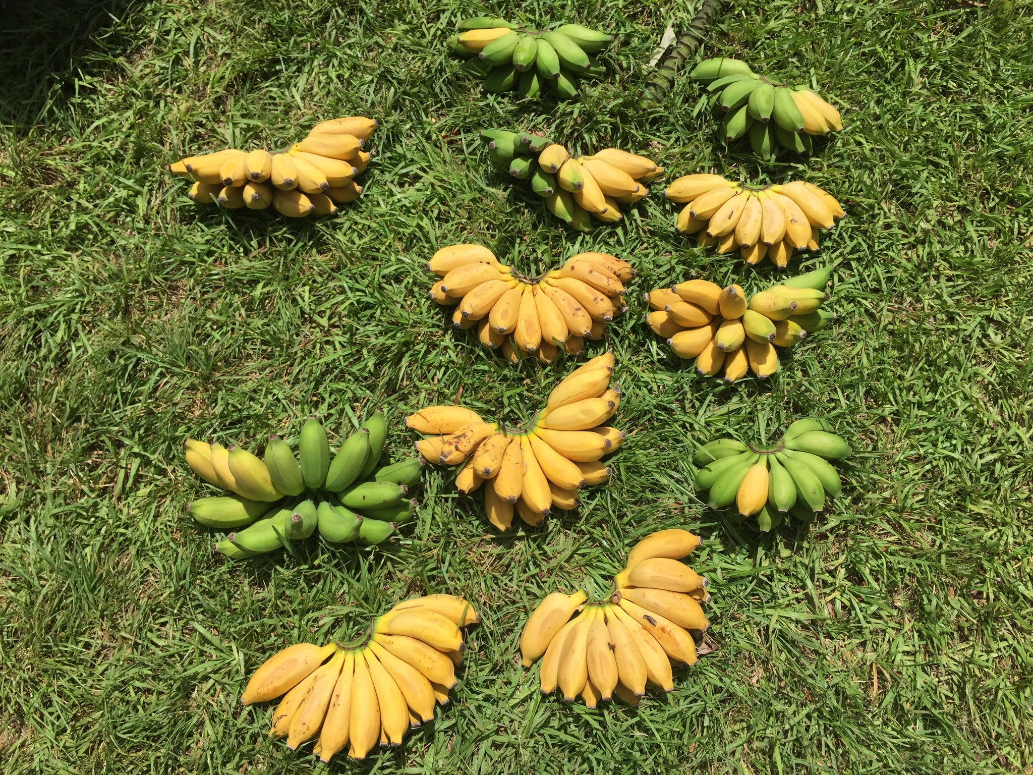 Mysore Banana - Image 4