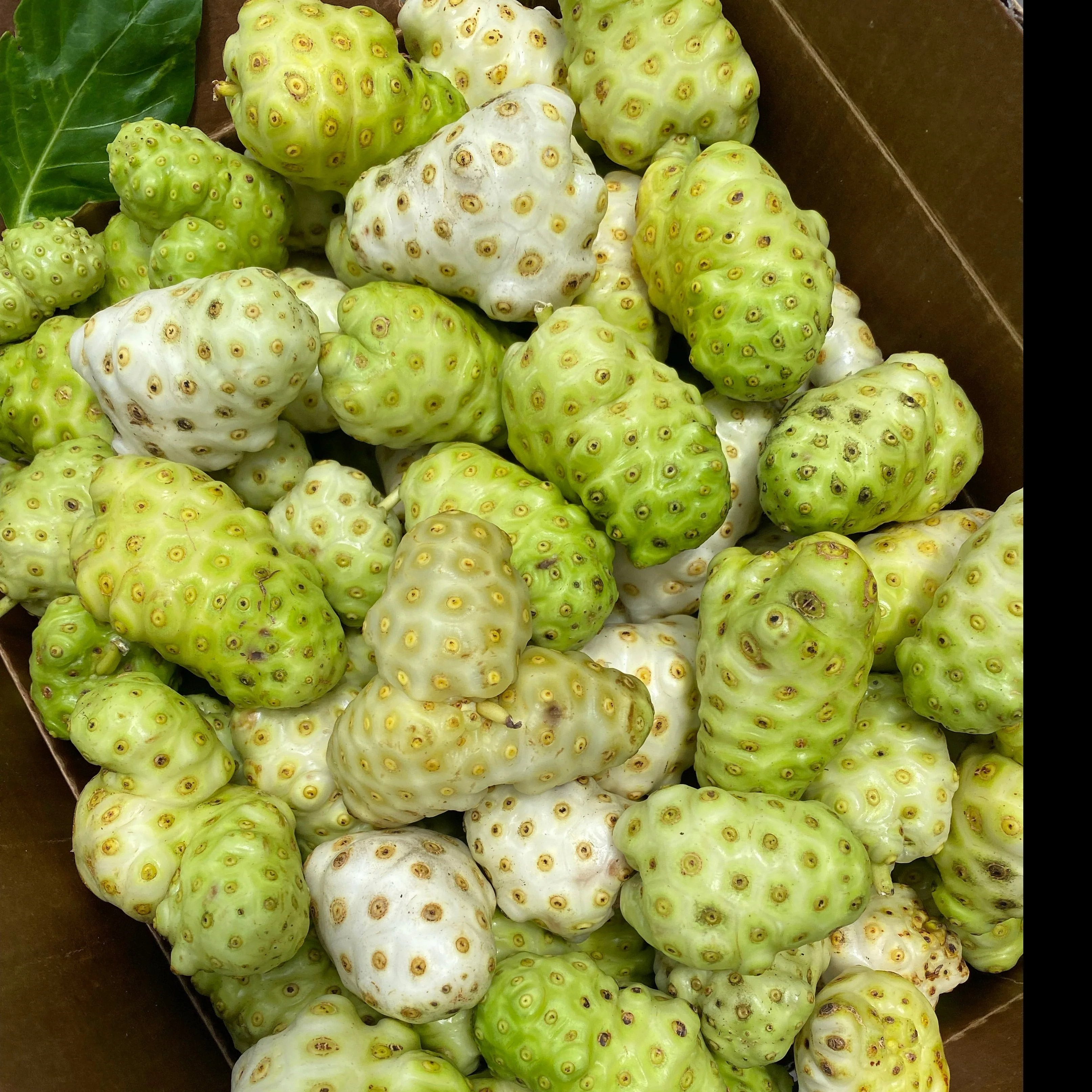 Noni *Pre-Order* - Image 3