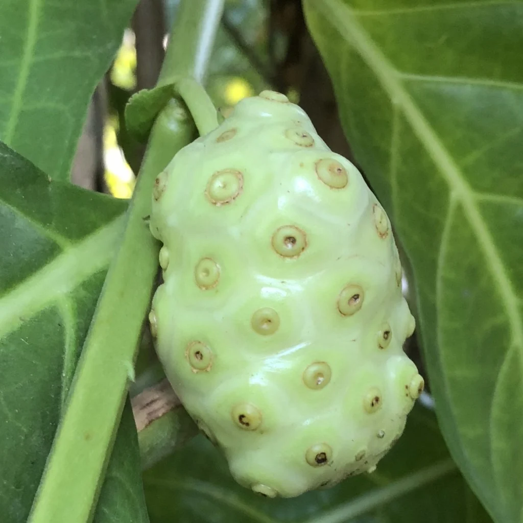 Noni *Pre-Order* - Image 4