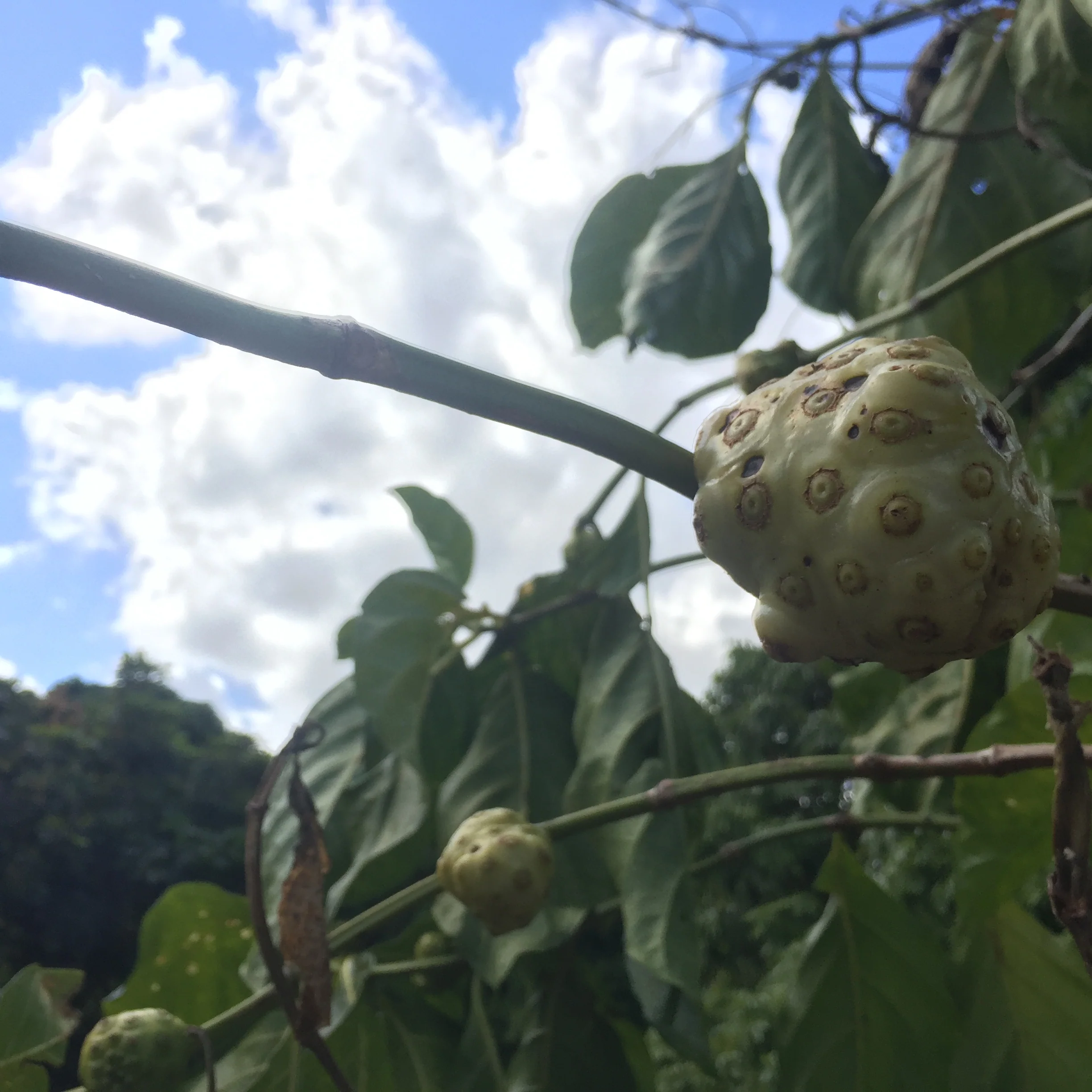 Noni *Pre-Order* - Image 6