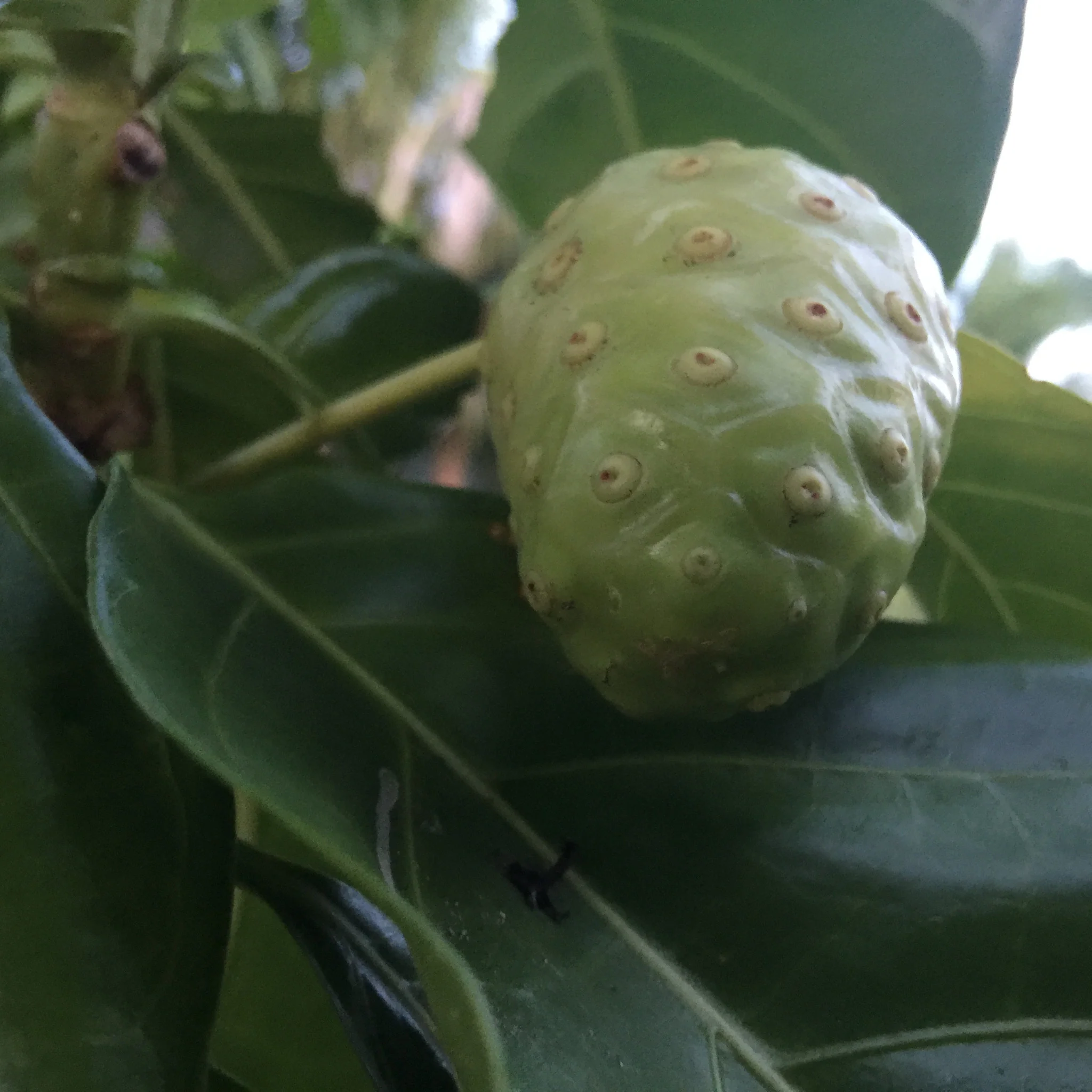 Noni *Pre-Order* - Image 9