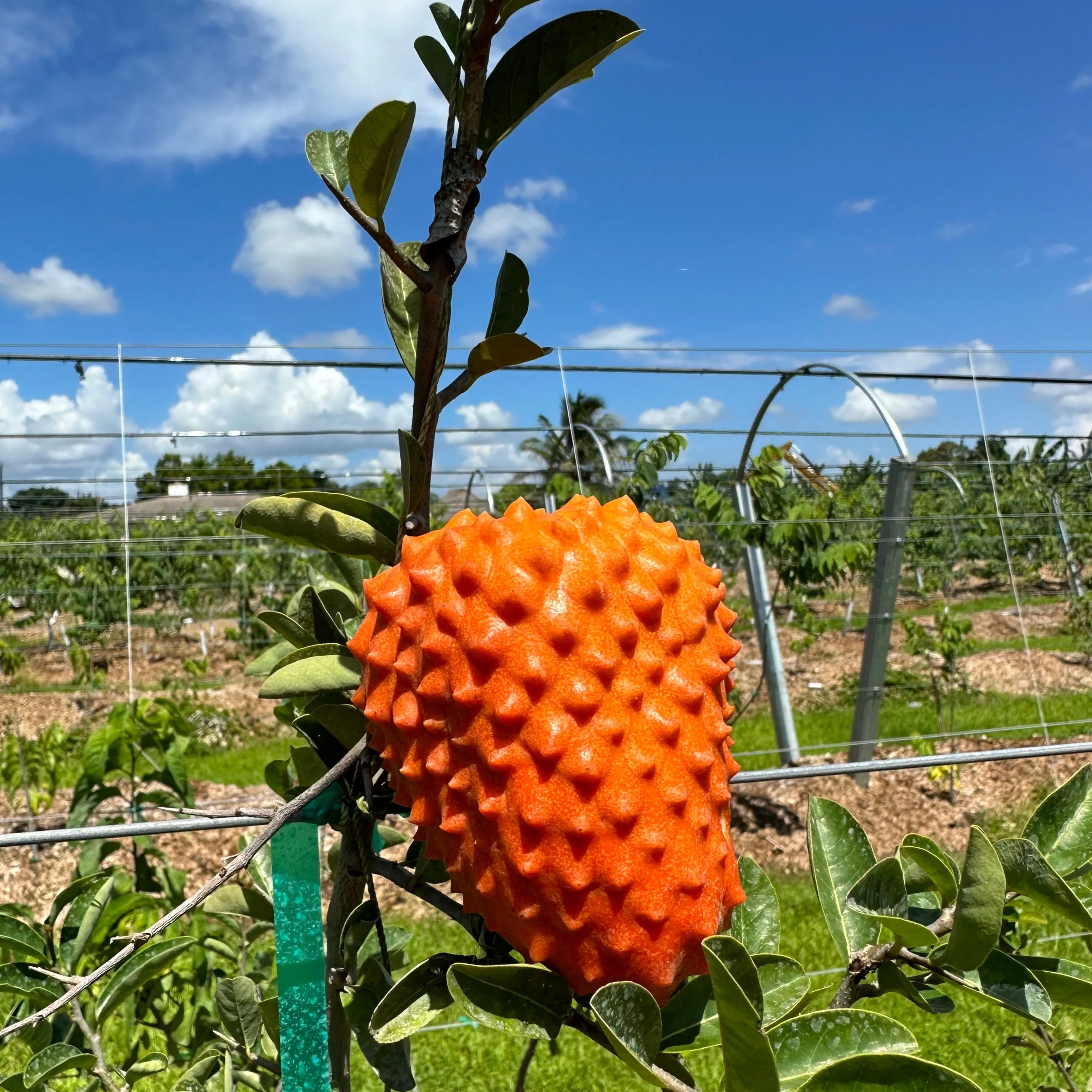 Orange Soursop *Pre-Order* - Image 3