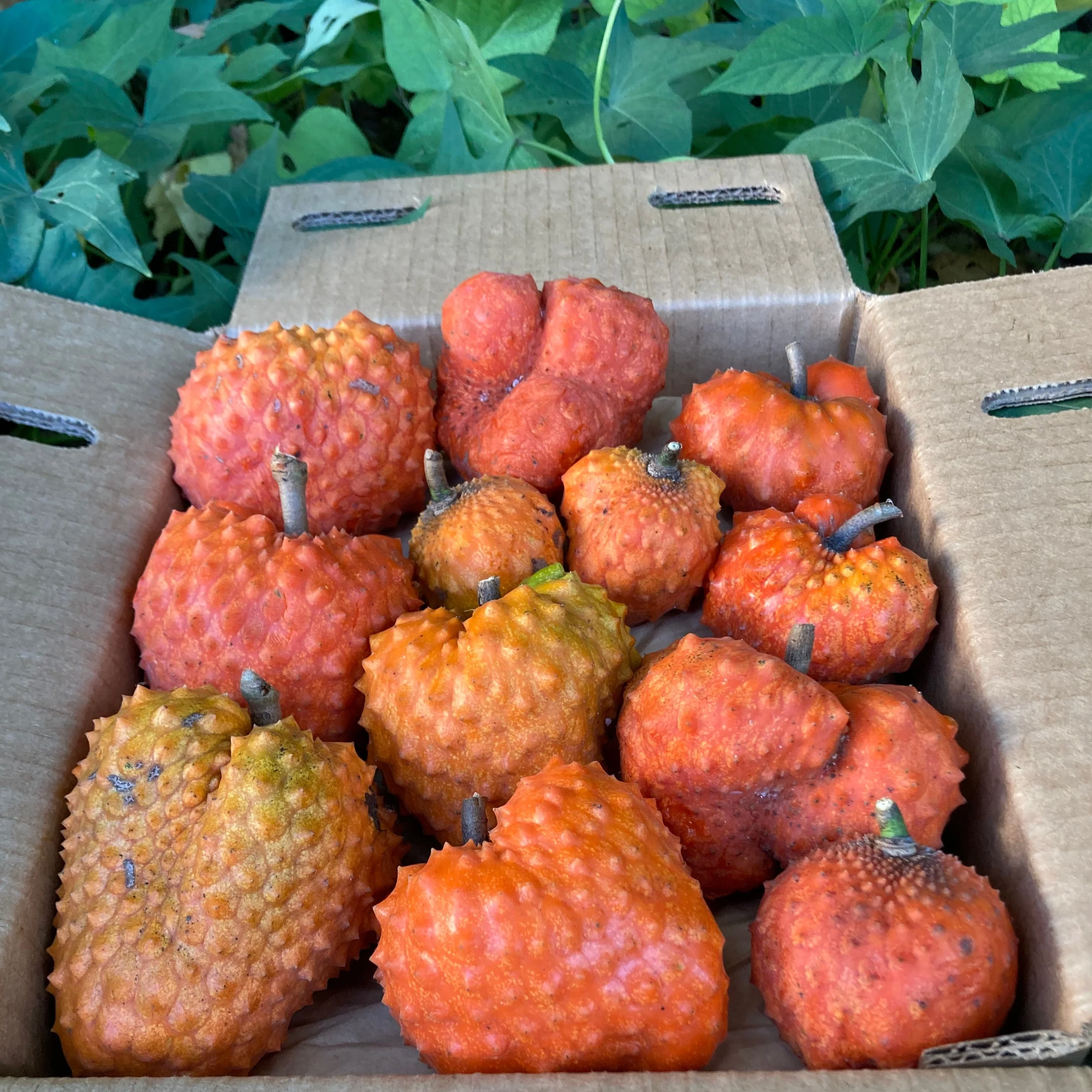 Orange Soursop *Pre-Order* - Image 4