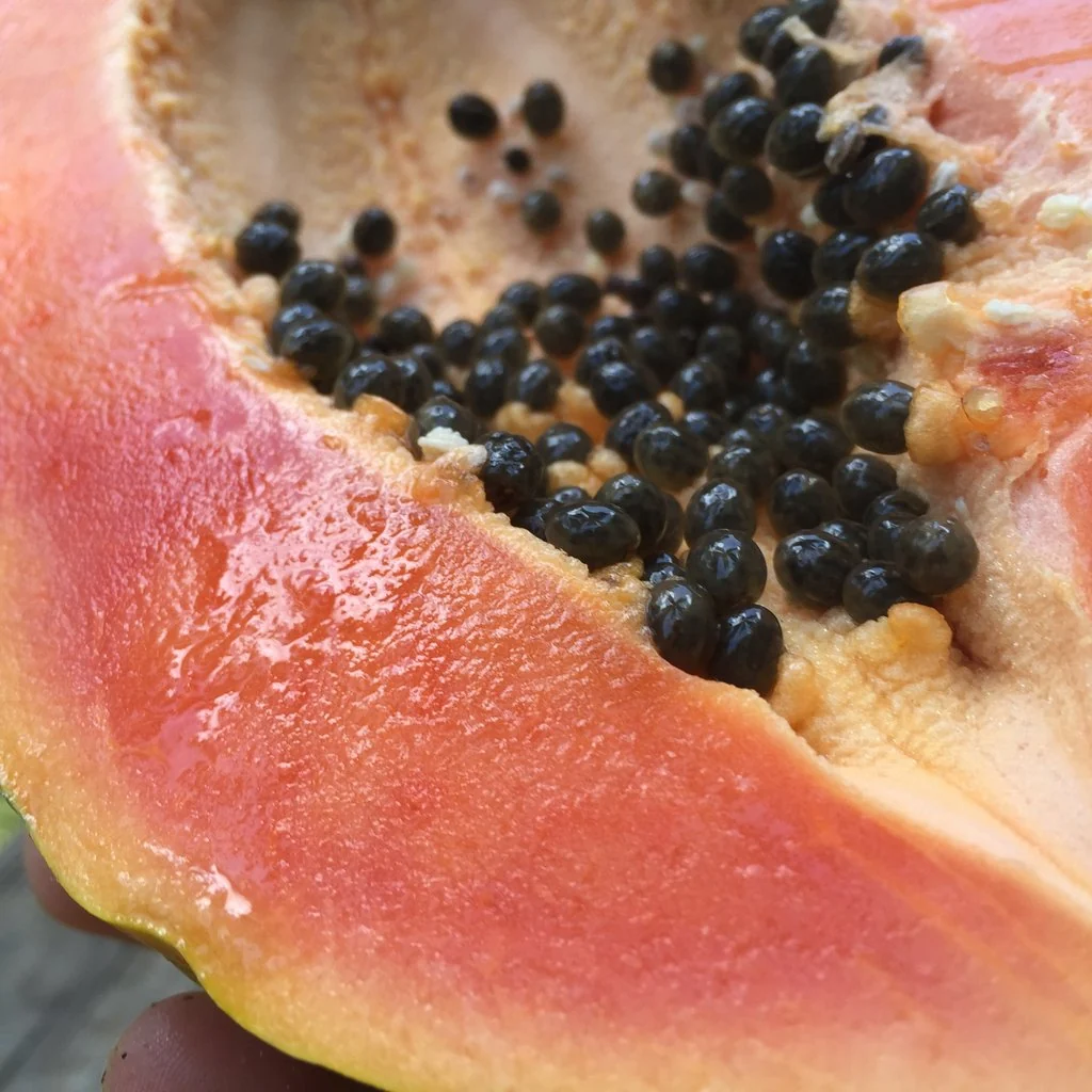 Papaya - Image 11