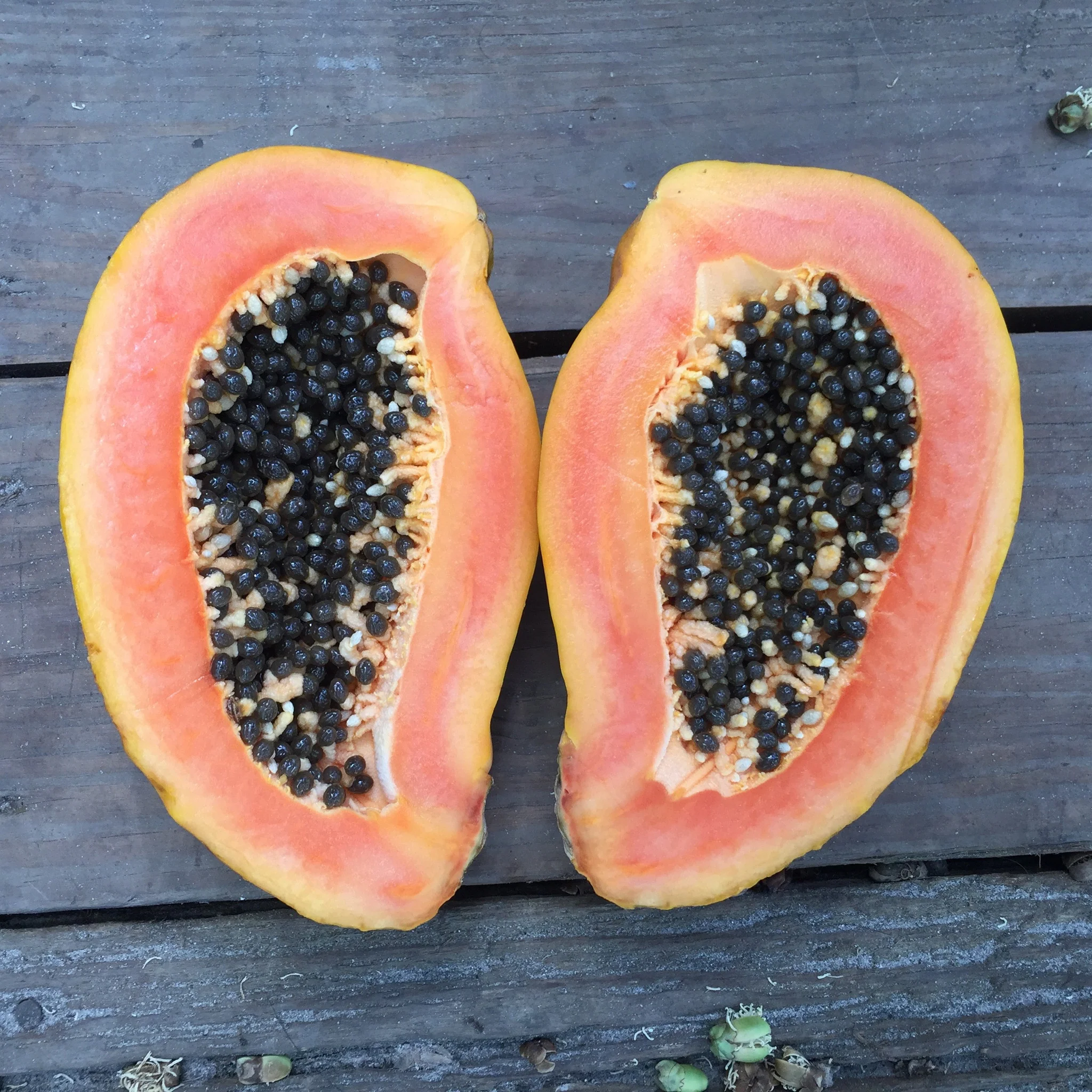 Papaya - Image 13