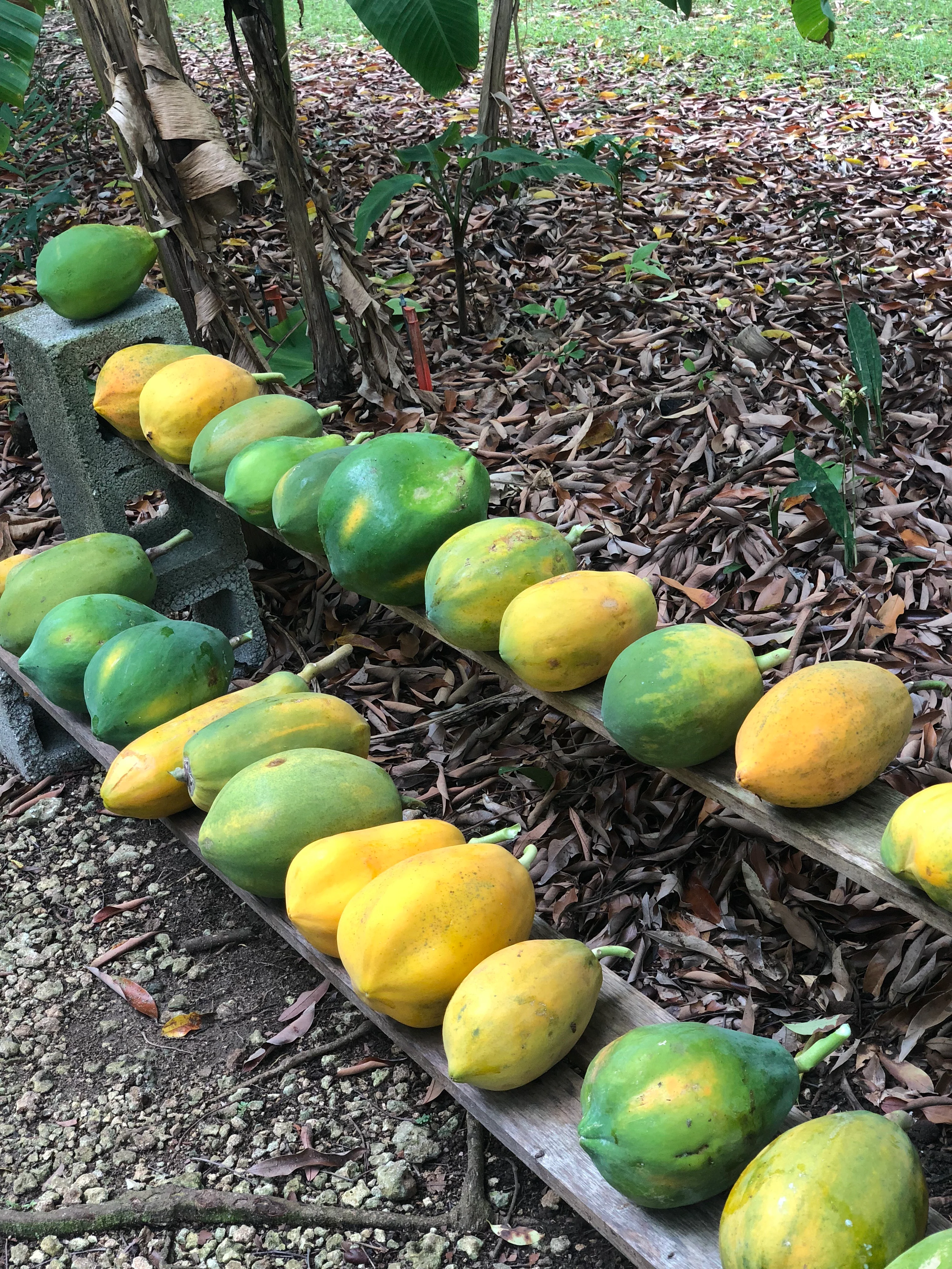 Papaya - Image 17