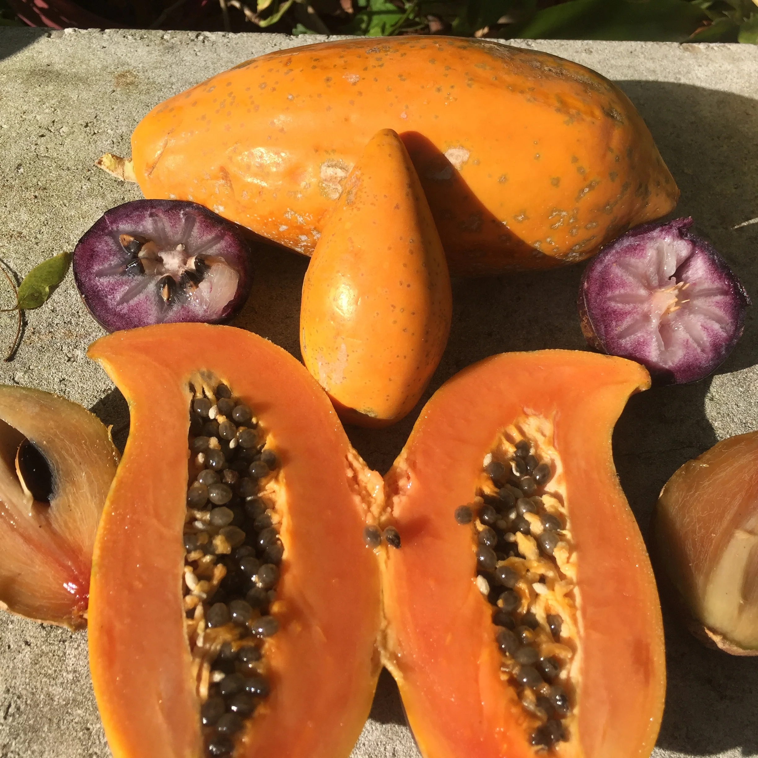 Papaya - Image 22