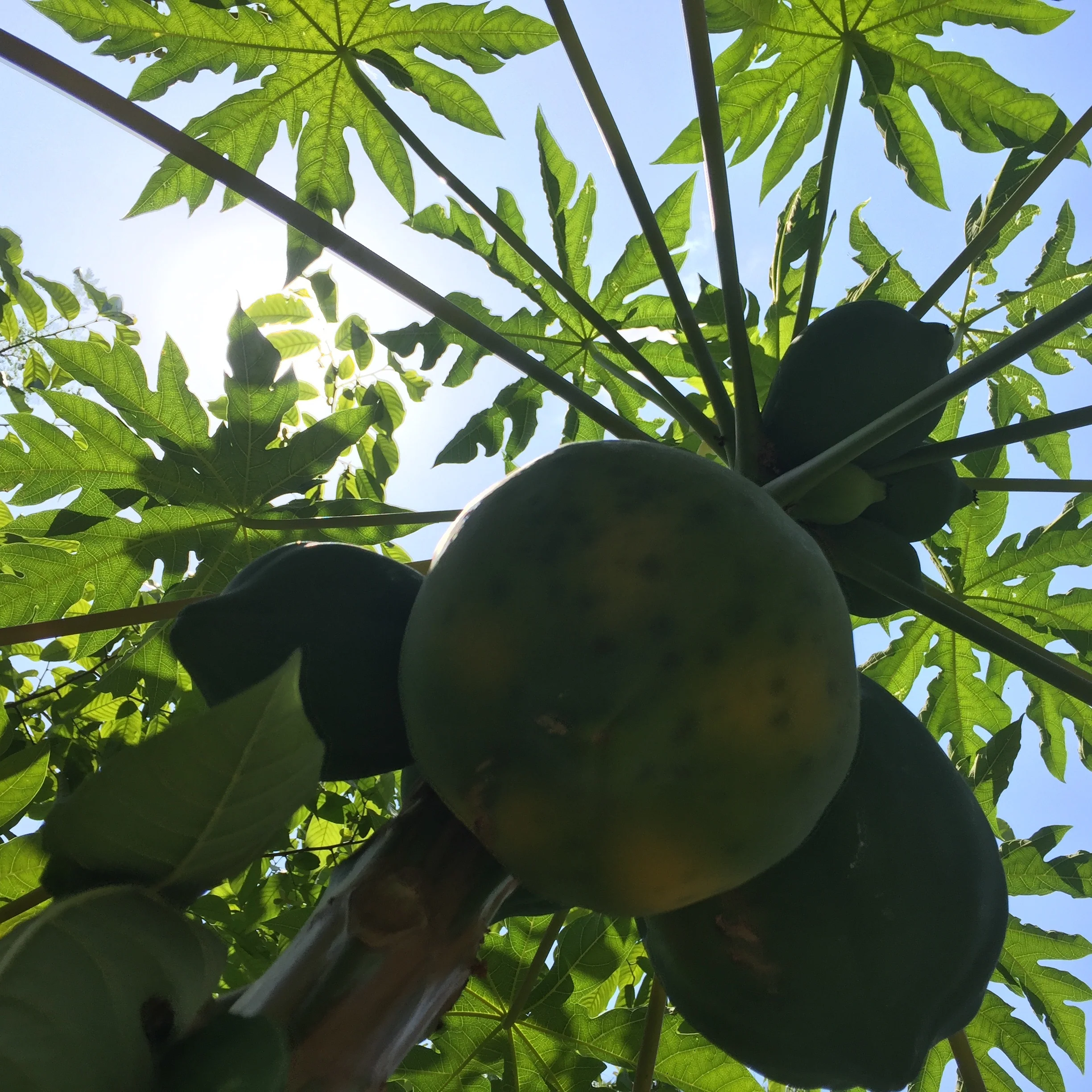 Papaya - Image 23