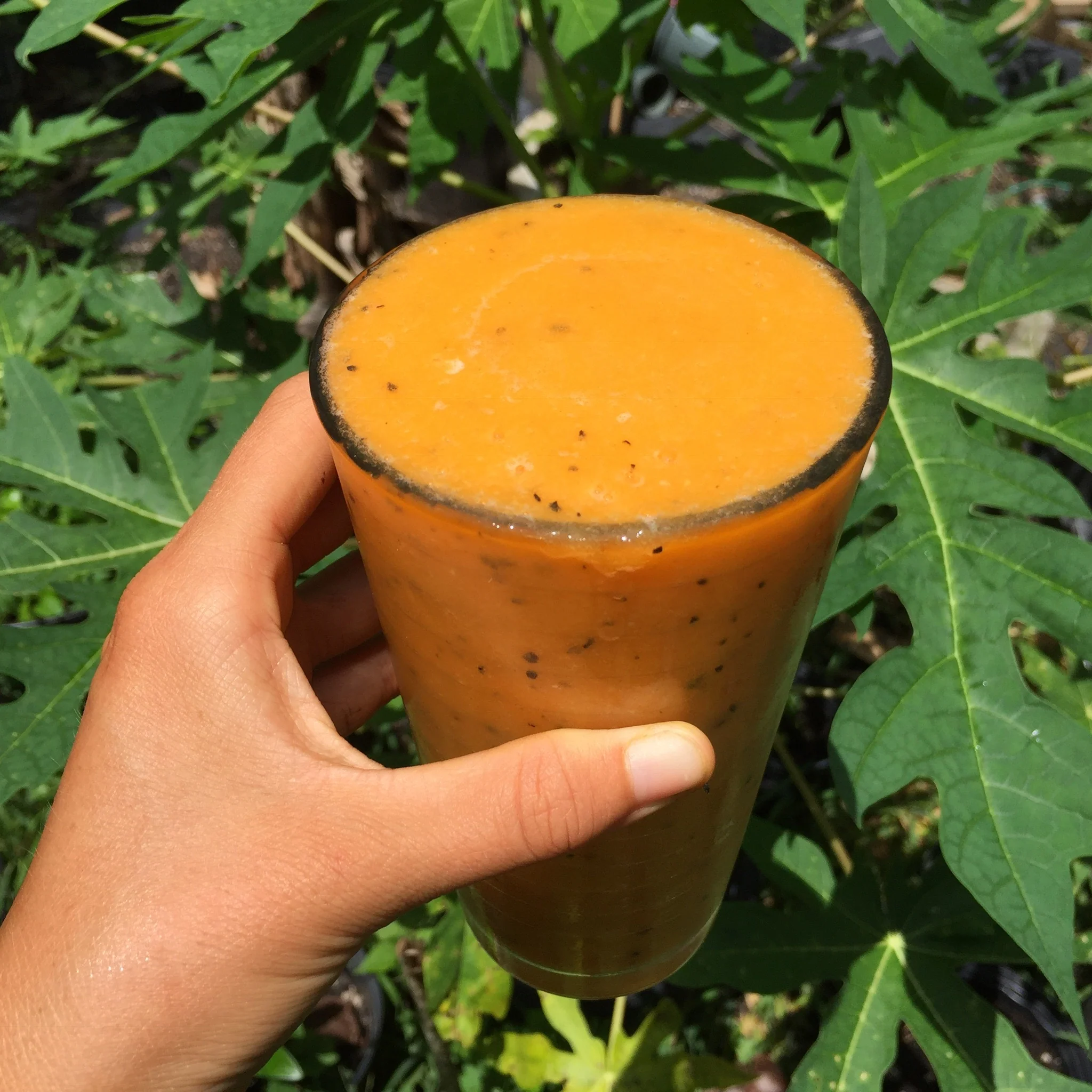 Papaya - Image 24