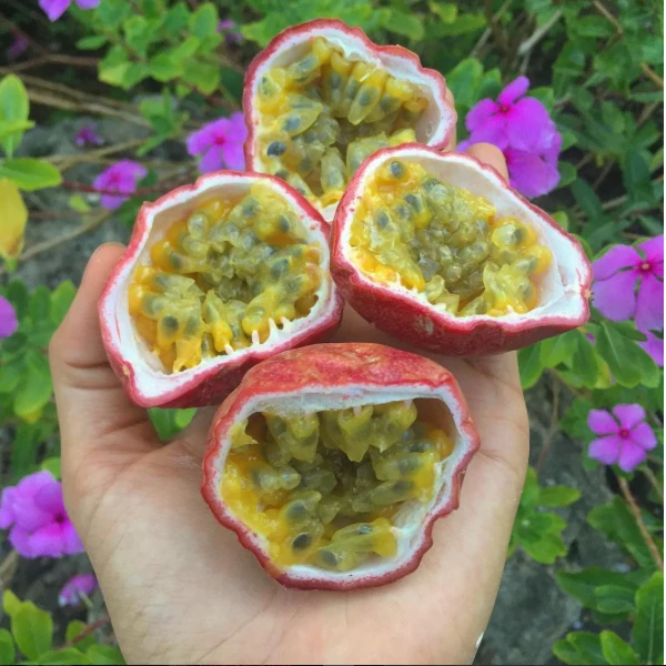 Purple/Pink Passionfruit (Lilikoi) - Image 11