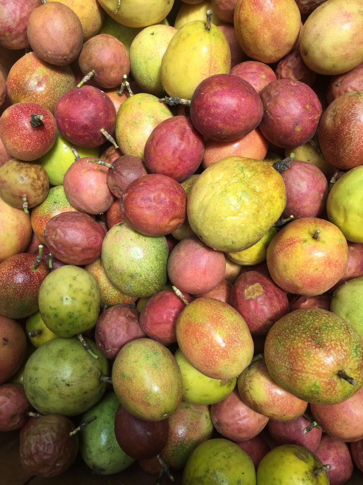 Purple/Pink Passionfruit (Lilikoi) - Image 16