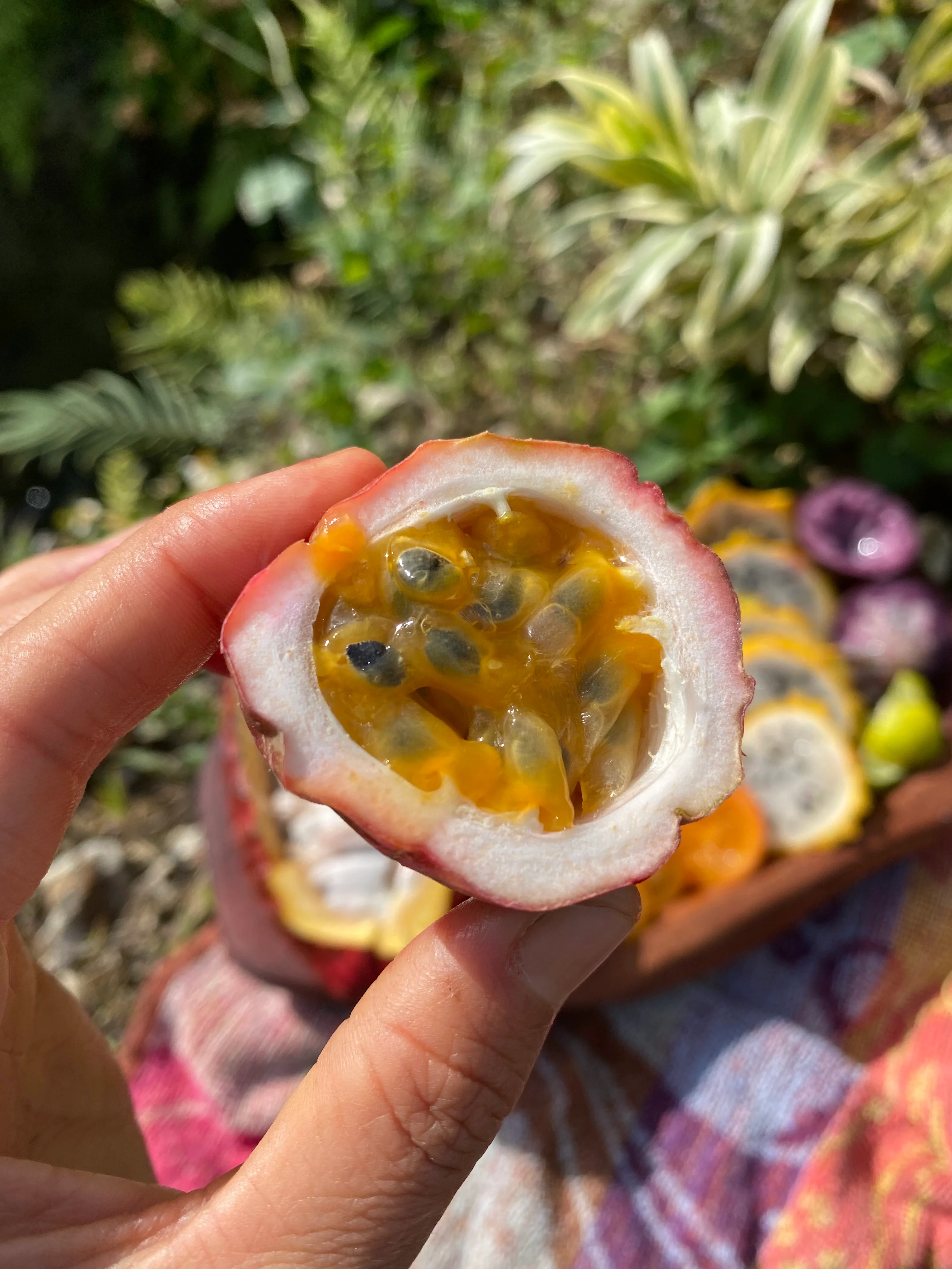 Purple/Pink Passionfruit (Lilikoi) - Image 17