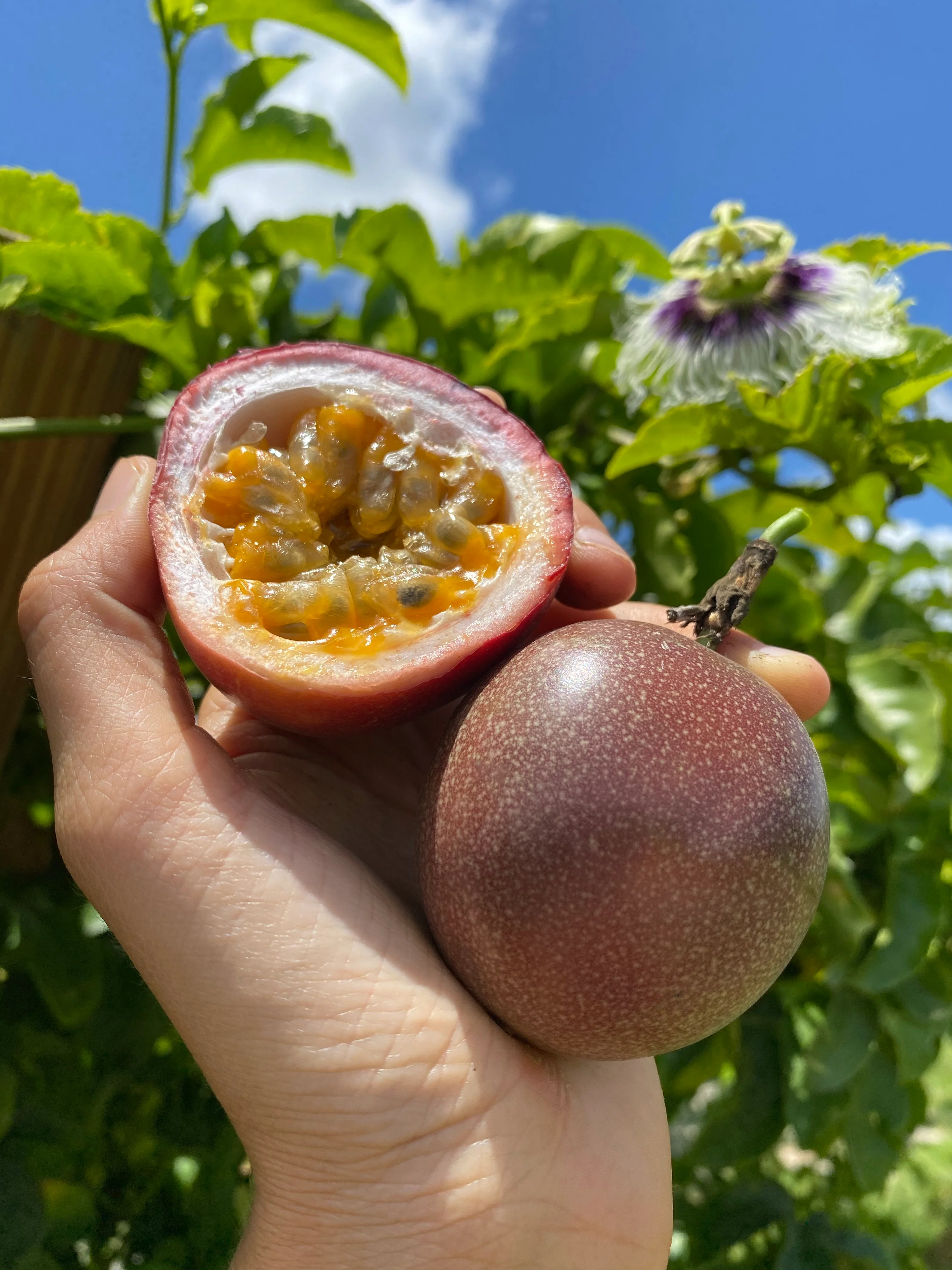 Purple/Pink Passionfruit (Lilikoi) - Image 18