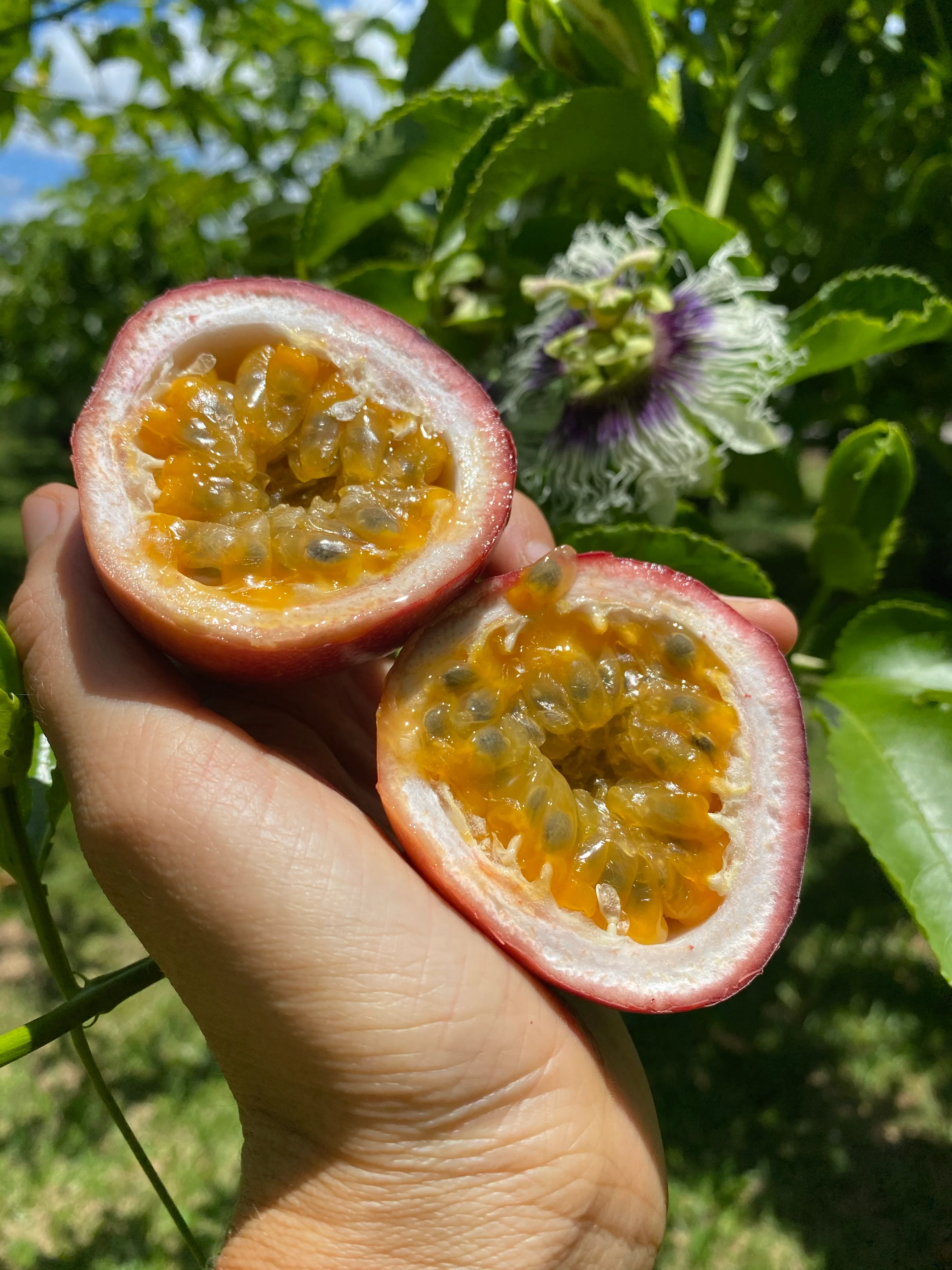 Purple/Pink Passionfruit (Lilikoi) - Image 19