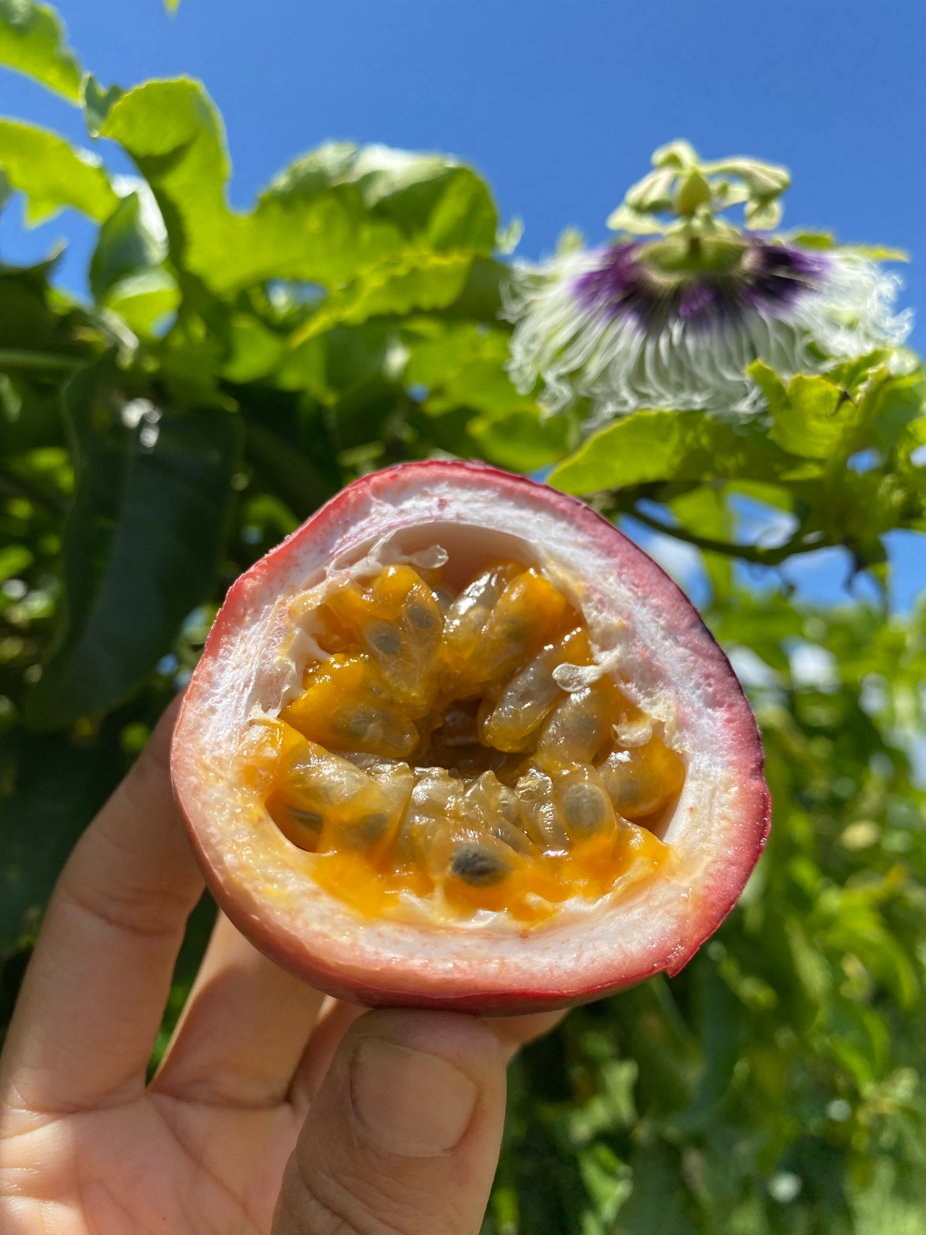 Purple/Pink Passionfruit (Lilikoi) - Image 20