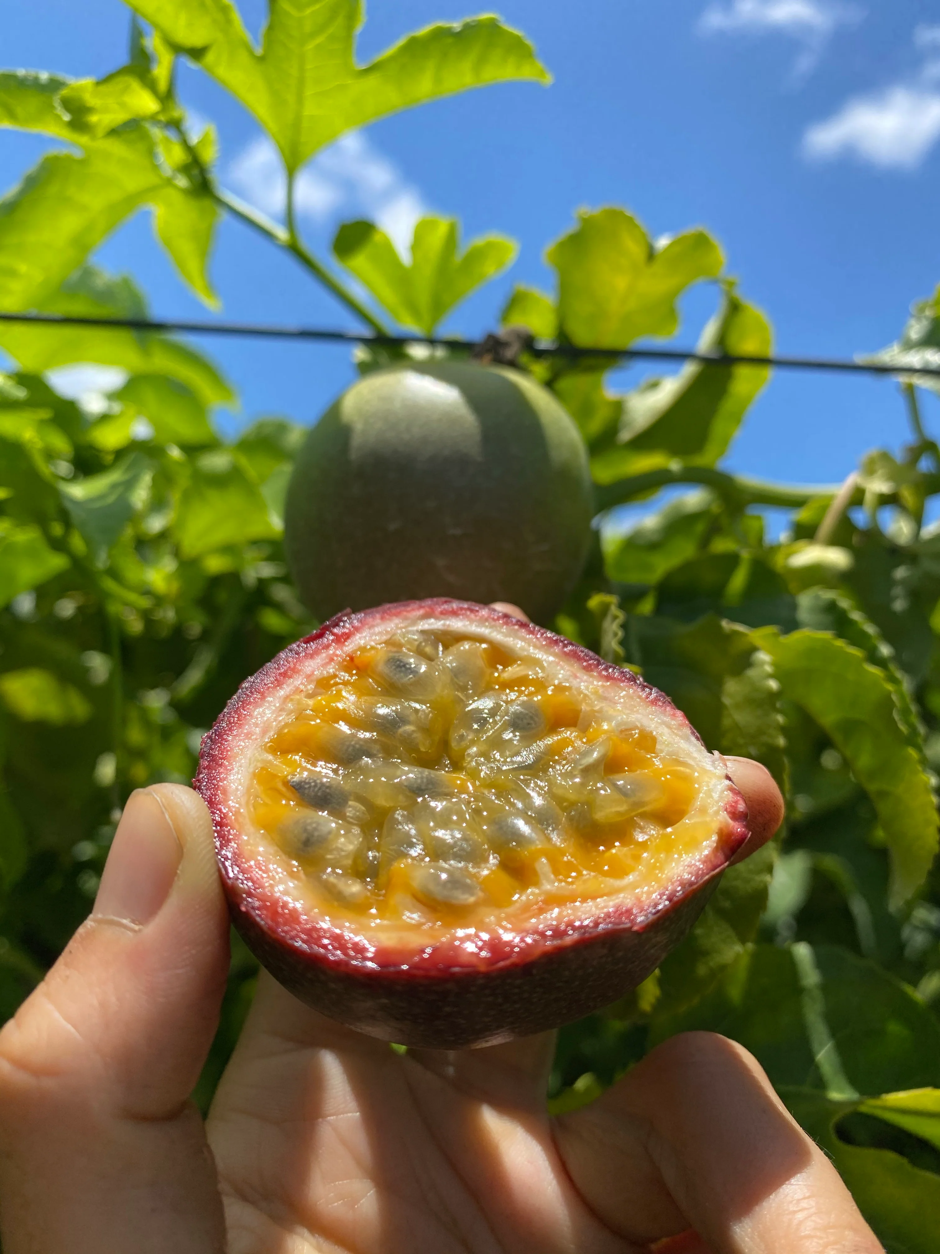 Purple/Pink Passionfruit (Lilikoi) - Image 21