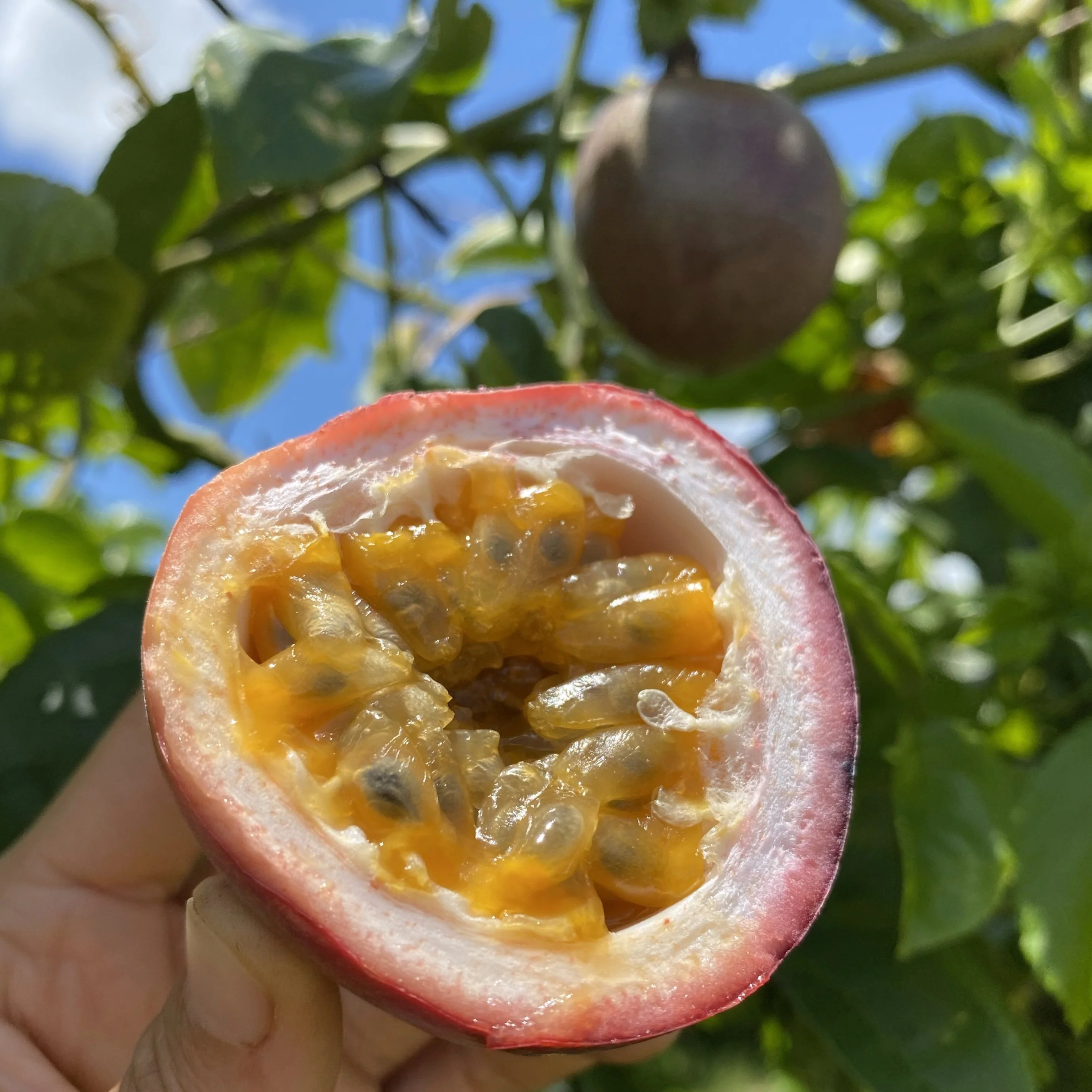 Purple/Pink Passionfruit (Lilikoi) - Image 4