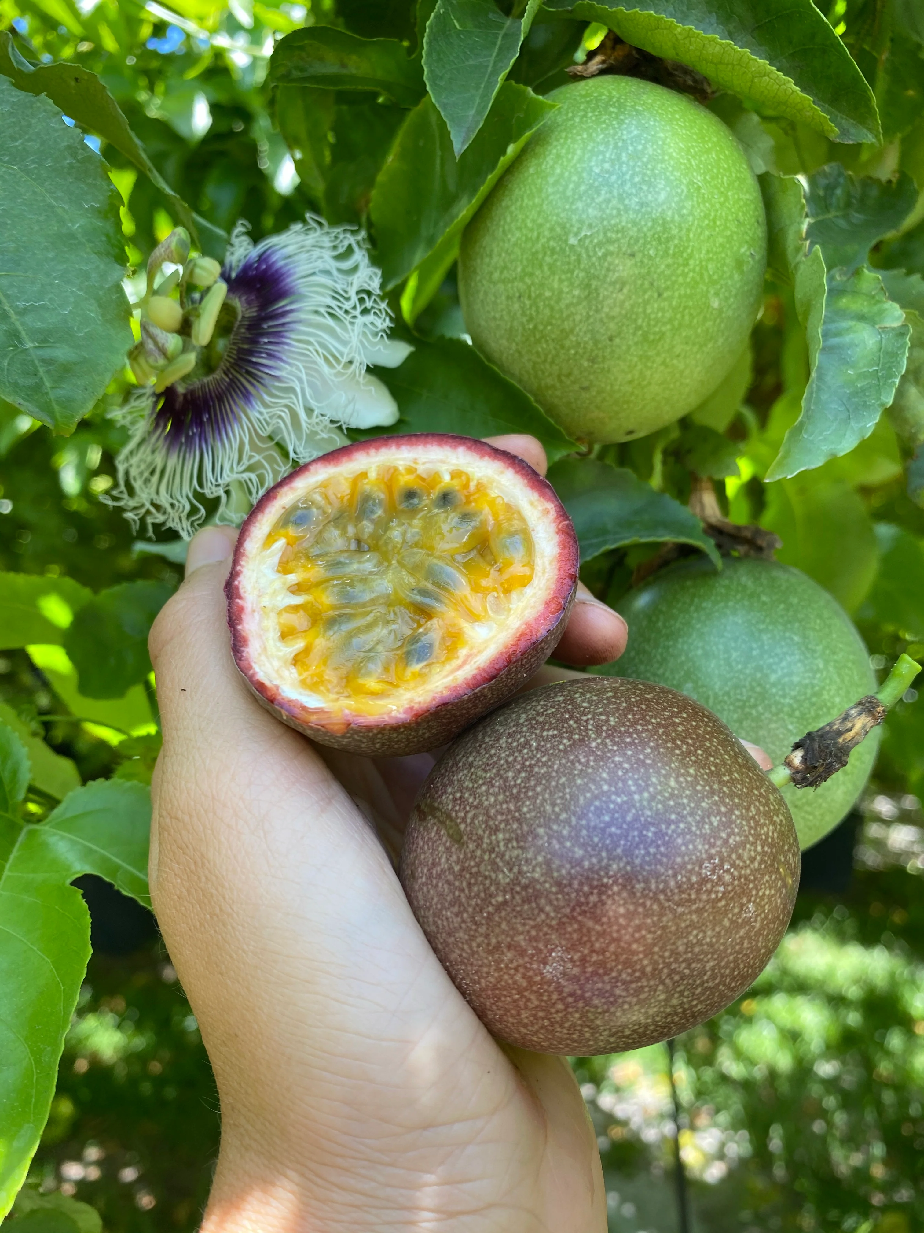Purple/Pink Passionfruit (Lilikoi) - Image 5
