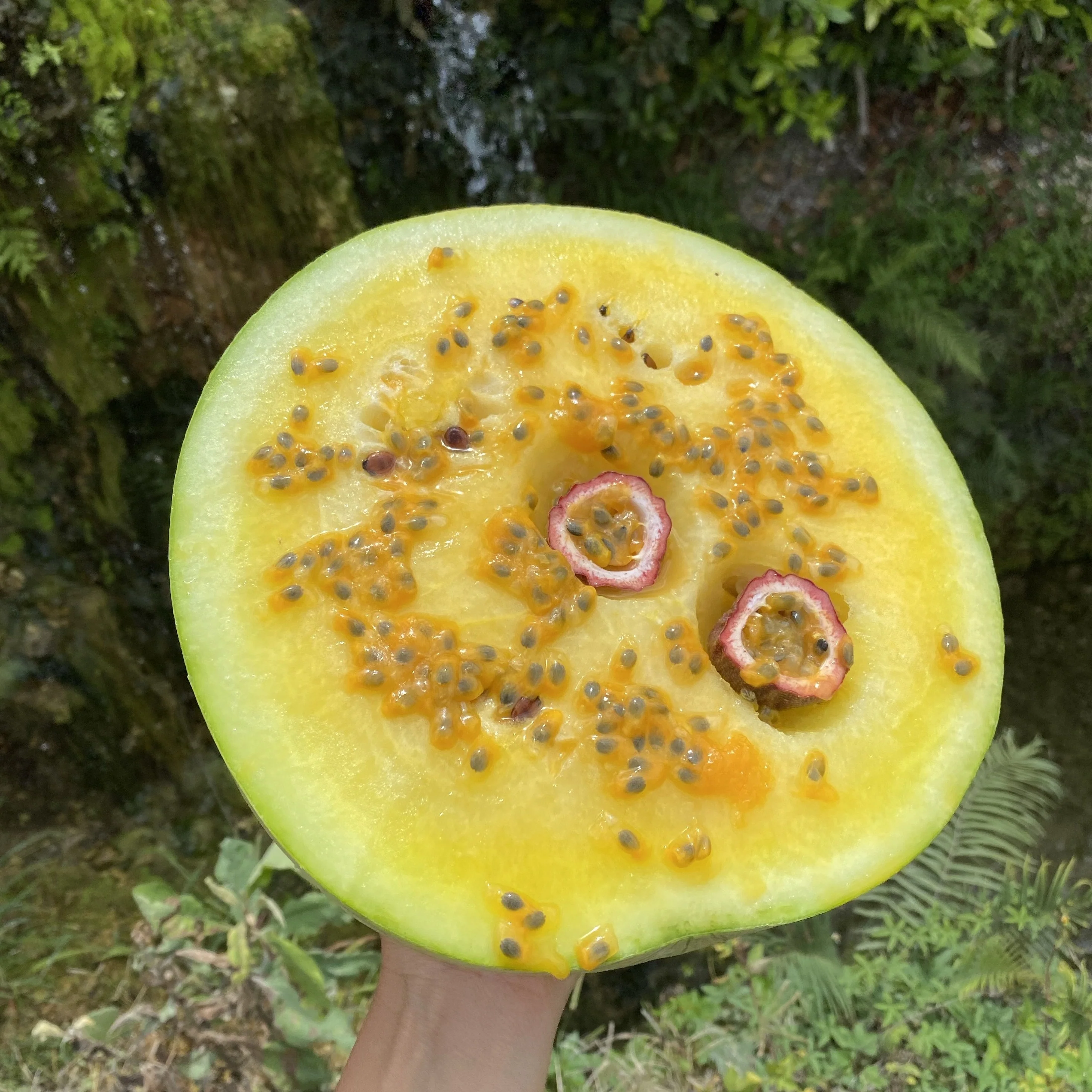 Purple/Pink Passionfruit (Lilikoi) - Image 7