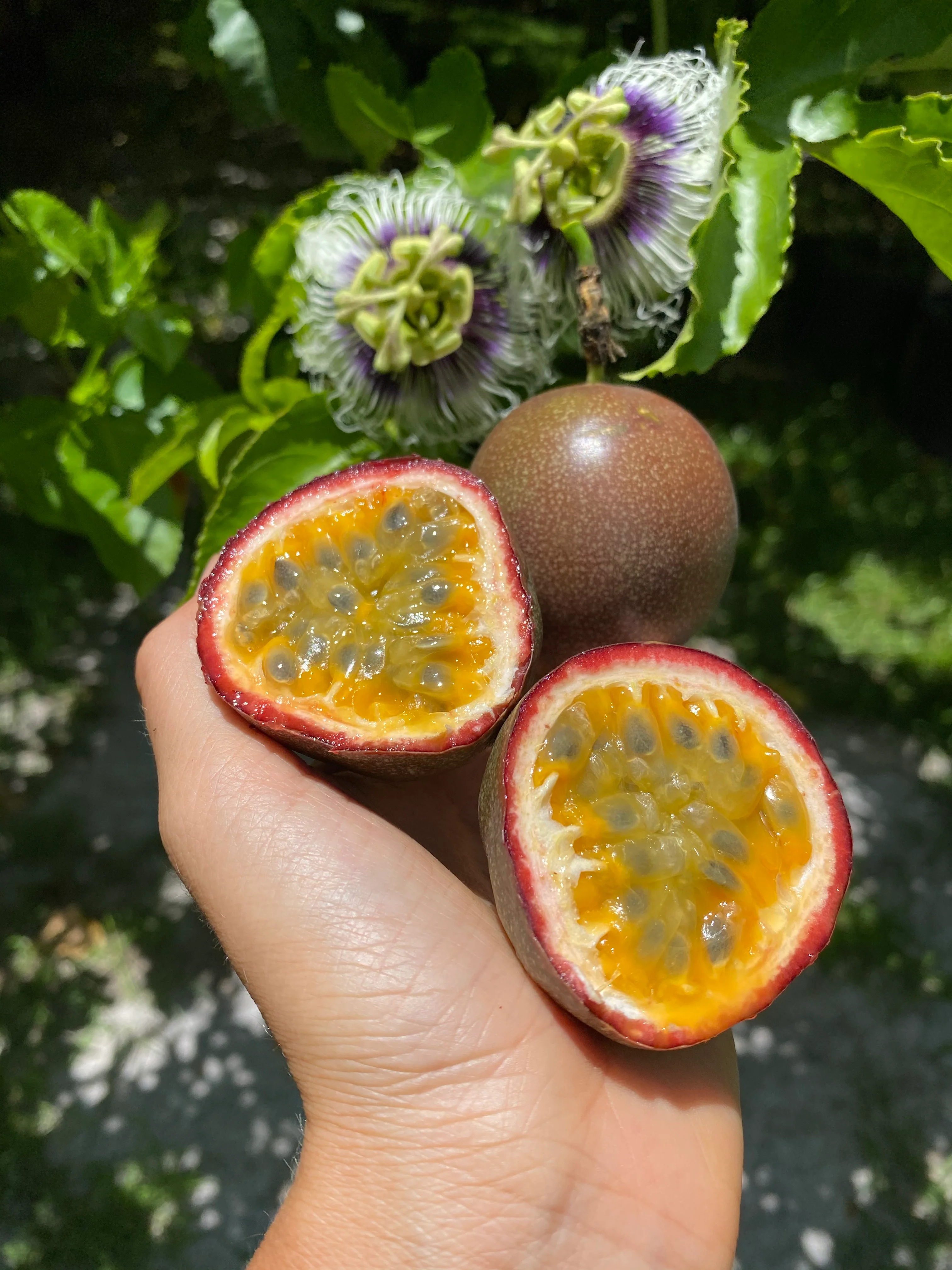 Purple/Pink Passionfruit (Lilikoi) - Image 8