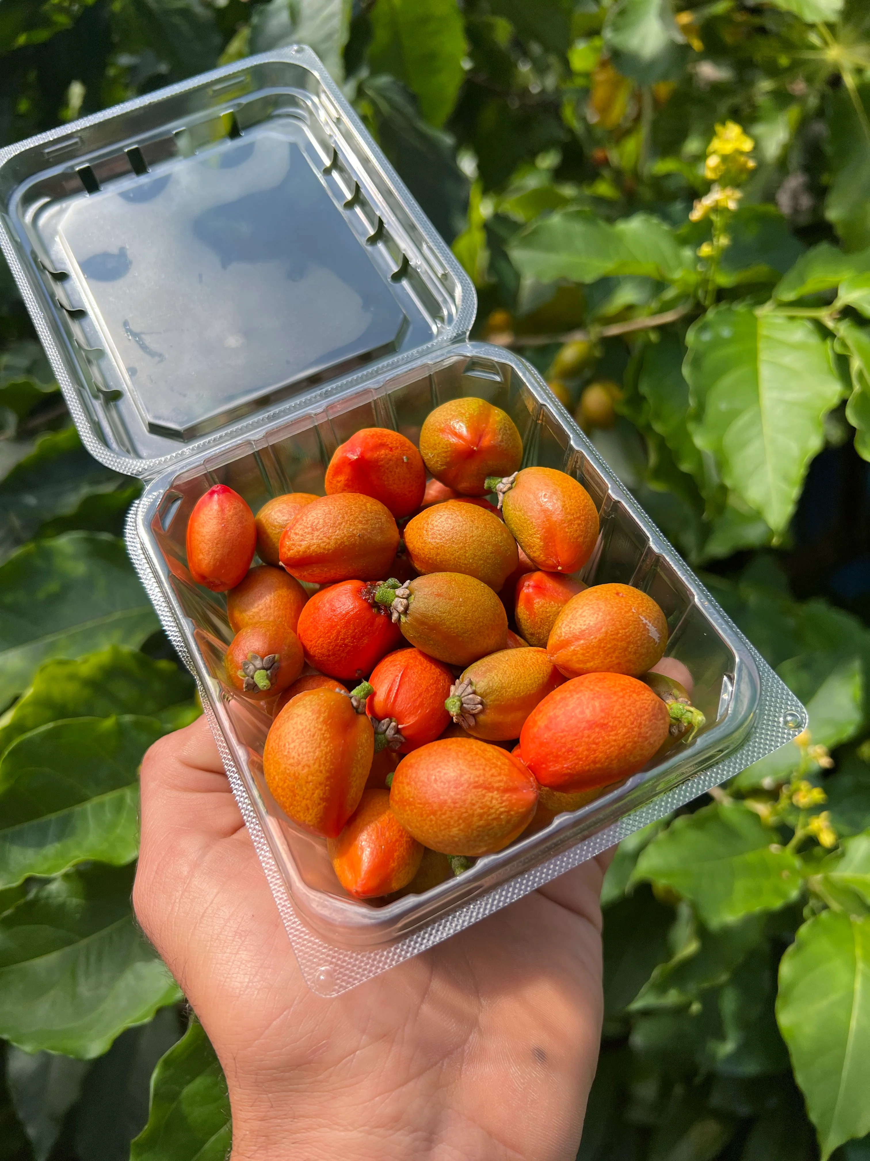 Peanut Butter Fruit *Pre-Order* - Image 6