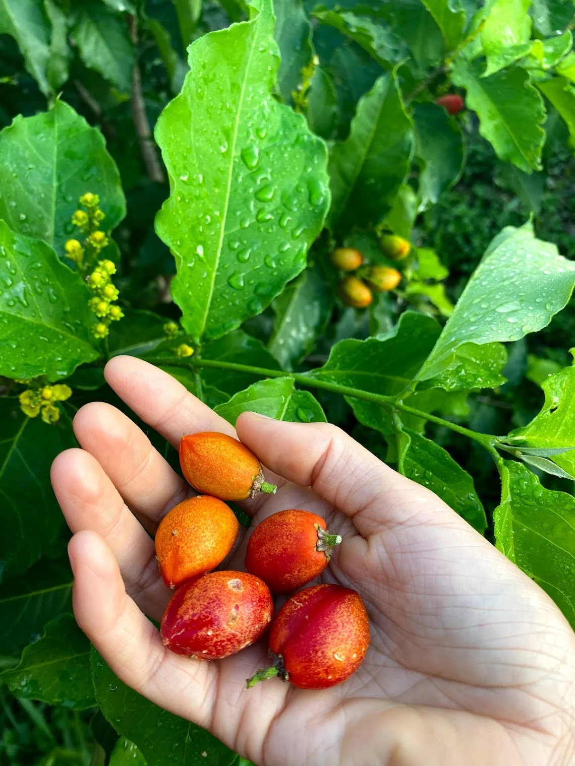 Peanut Butter Fruit *Pre-Order* - Image 8