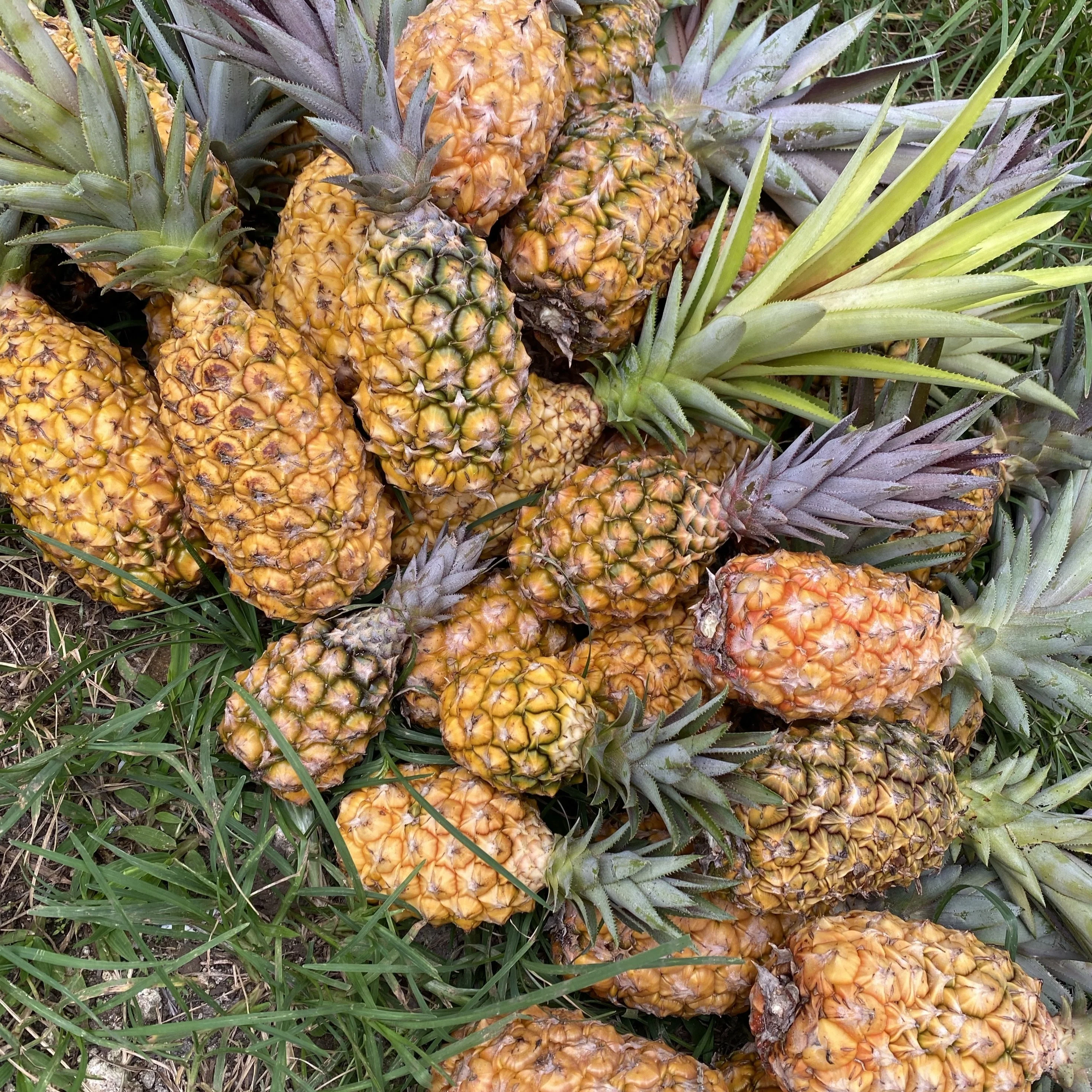 Pineapple - Image 13