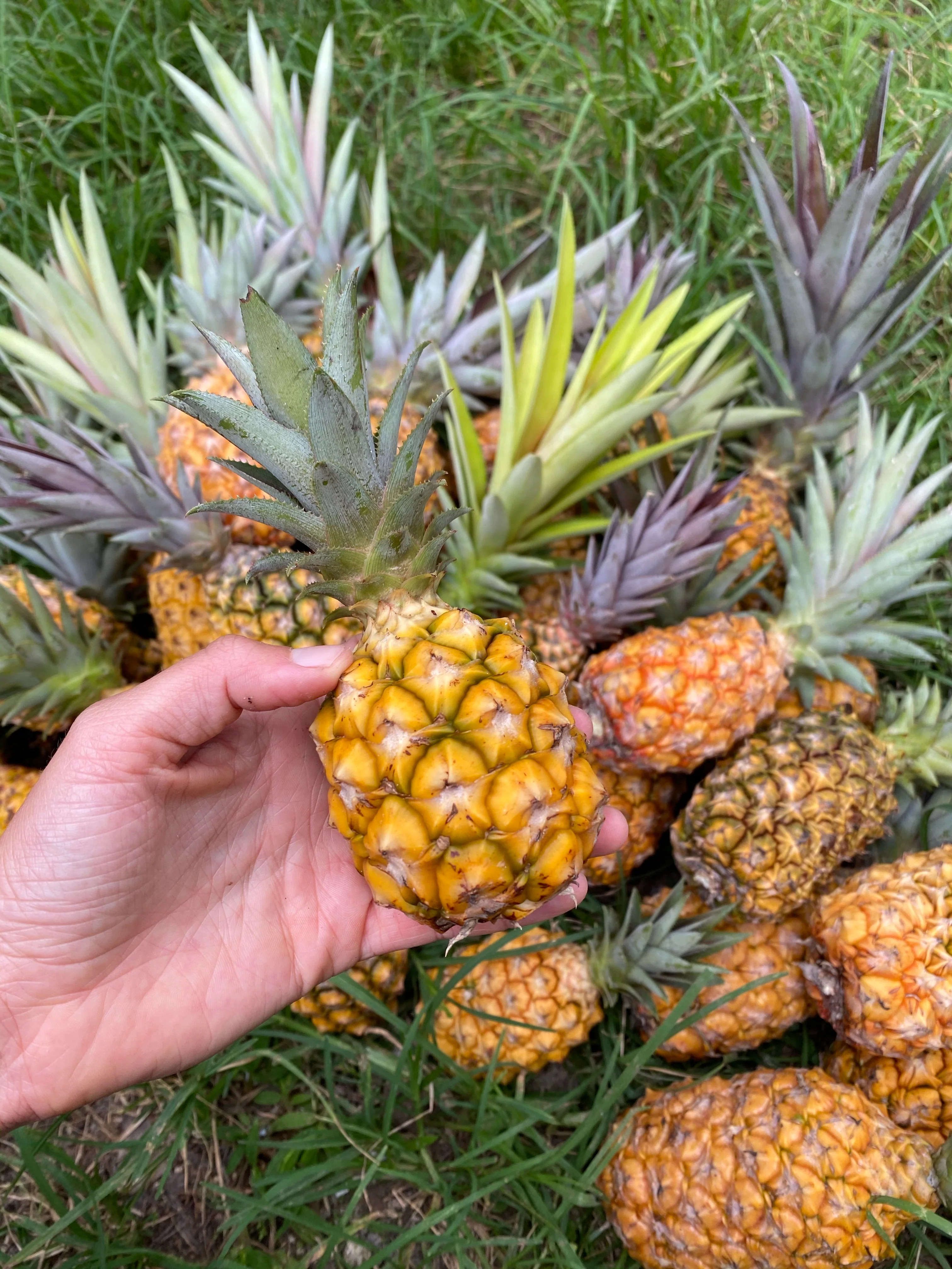 Pineapple - Image 14