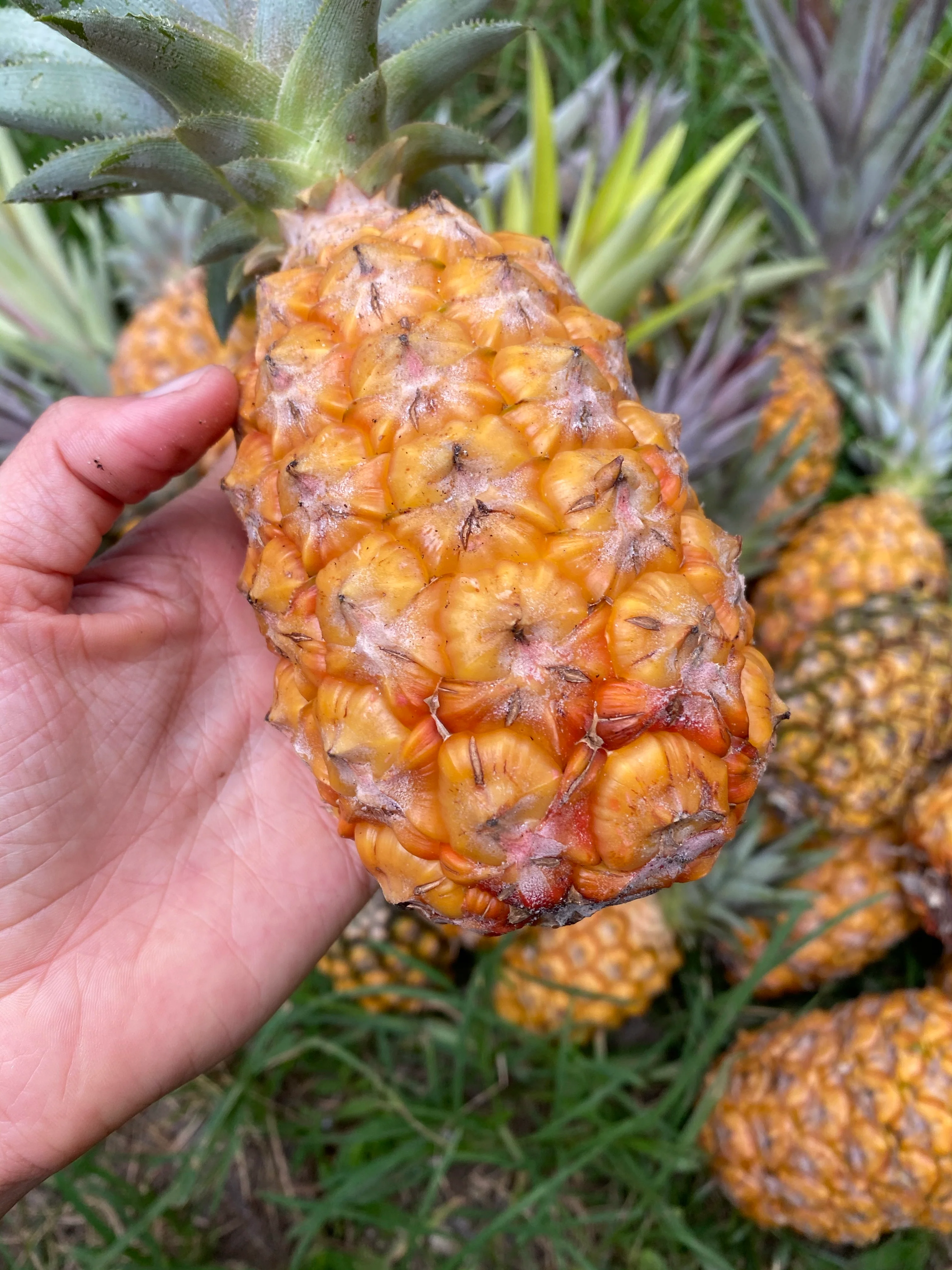 Pineapple - Image 15