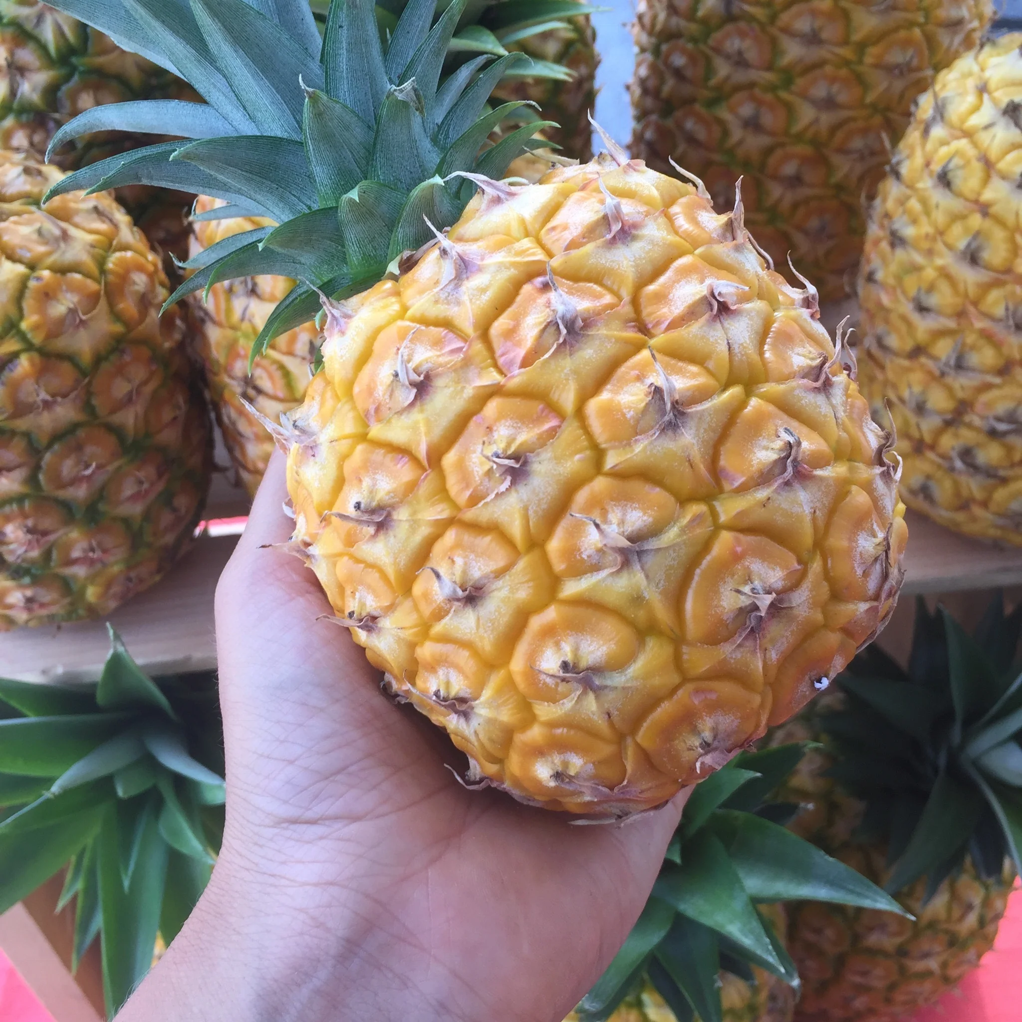 Pineapple - Image 19