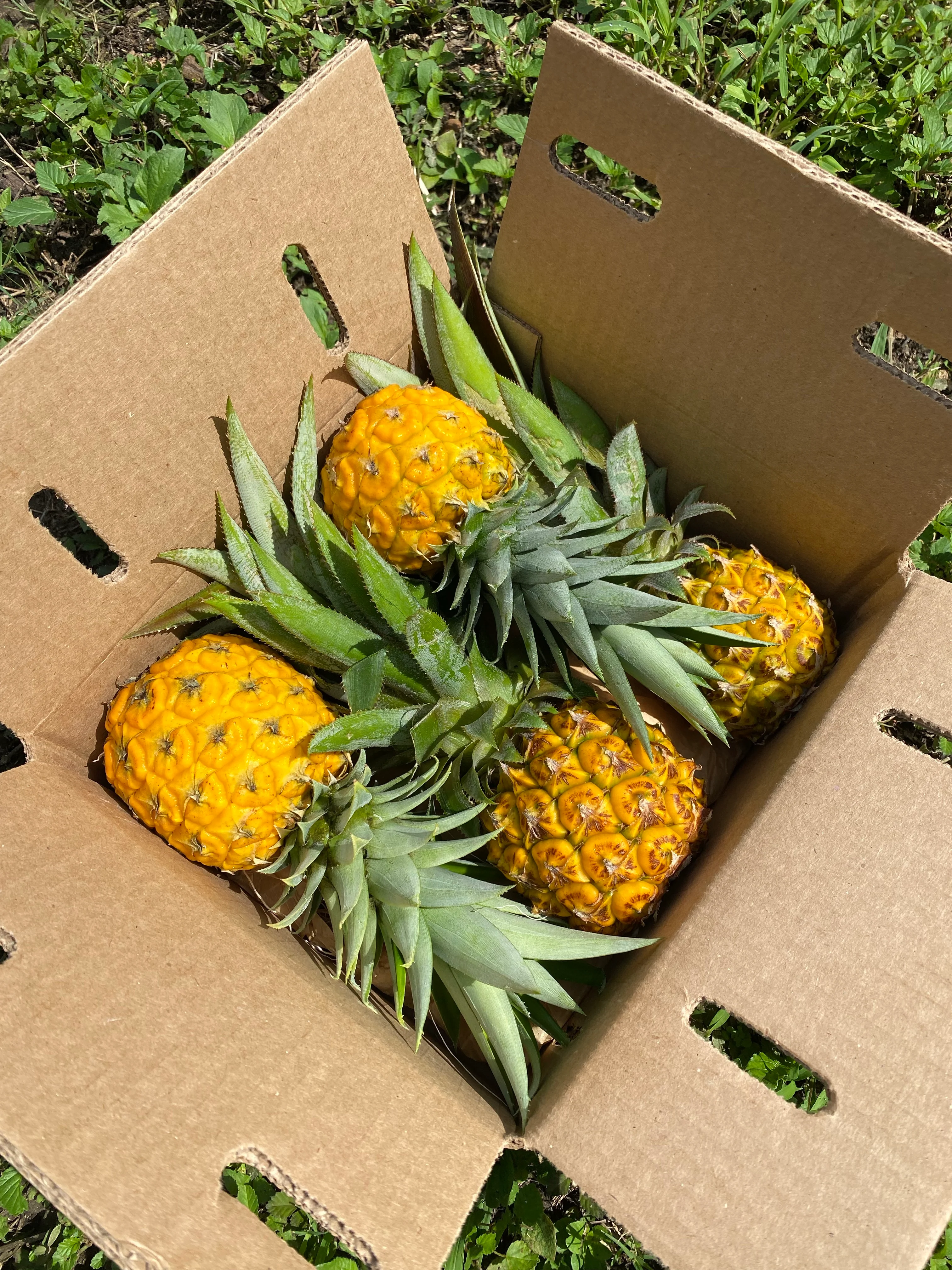Pineapple - Image 3