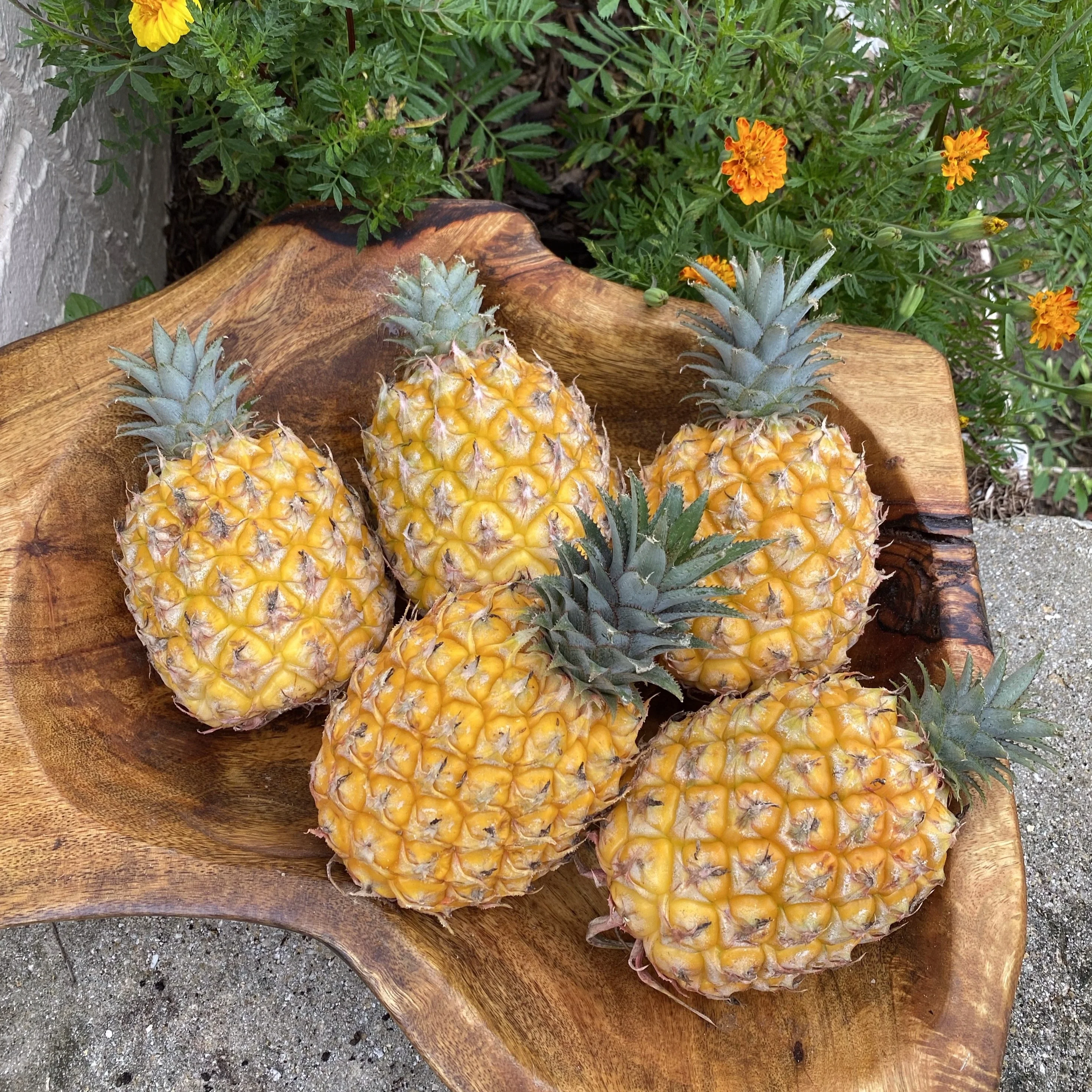 Pineapple - Image 4