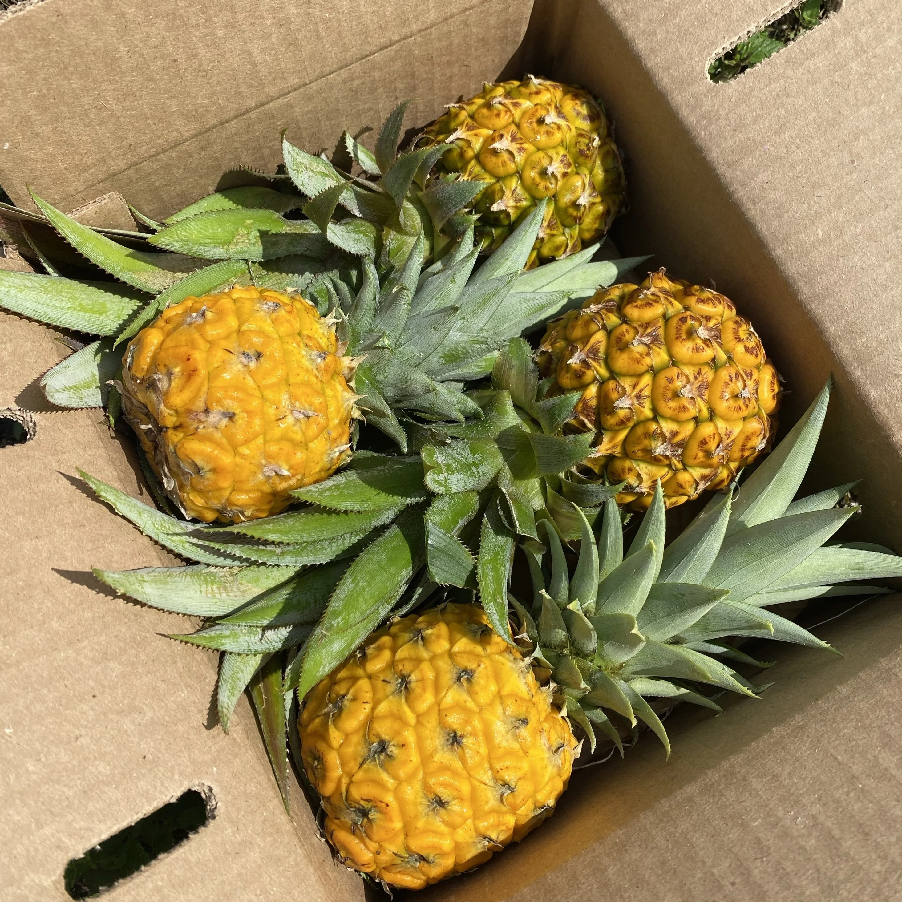Pineapple - Image 9