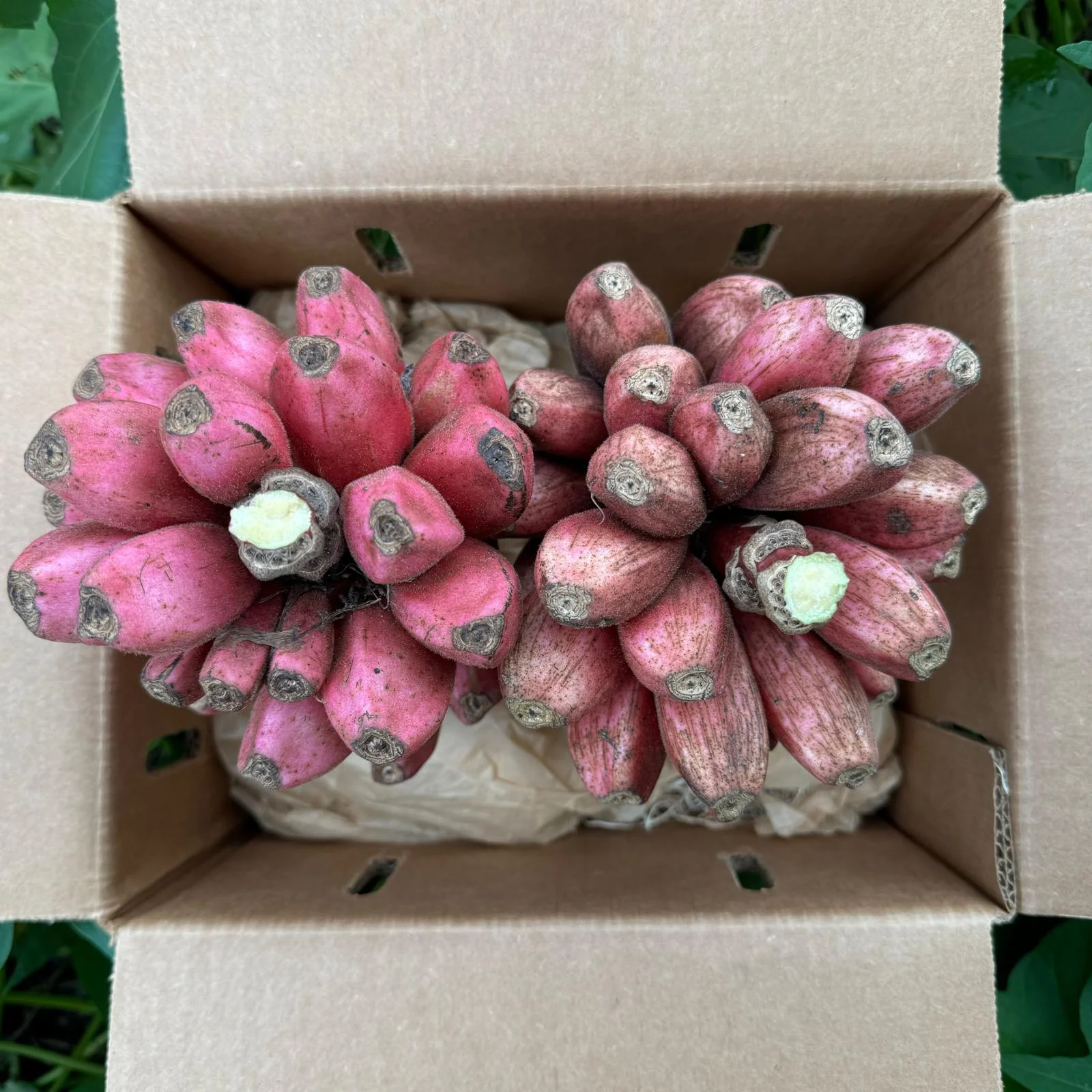 Pink Seeded Banana - Image 2
