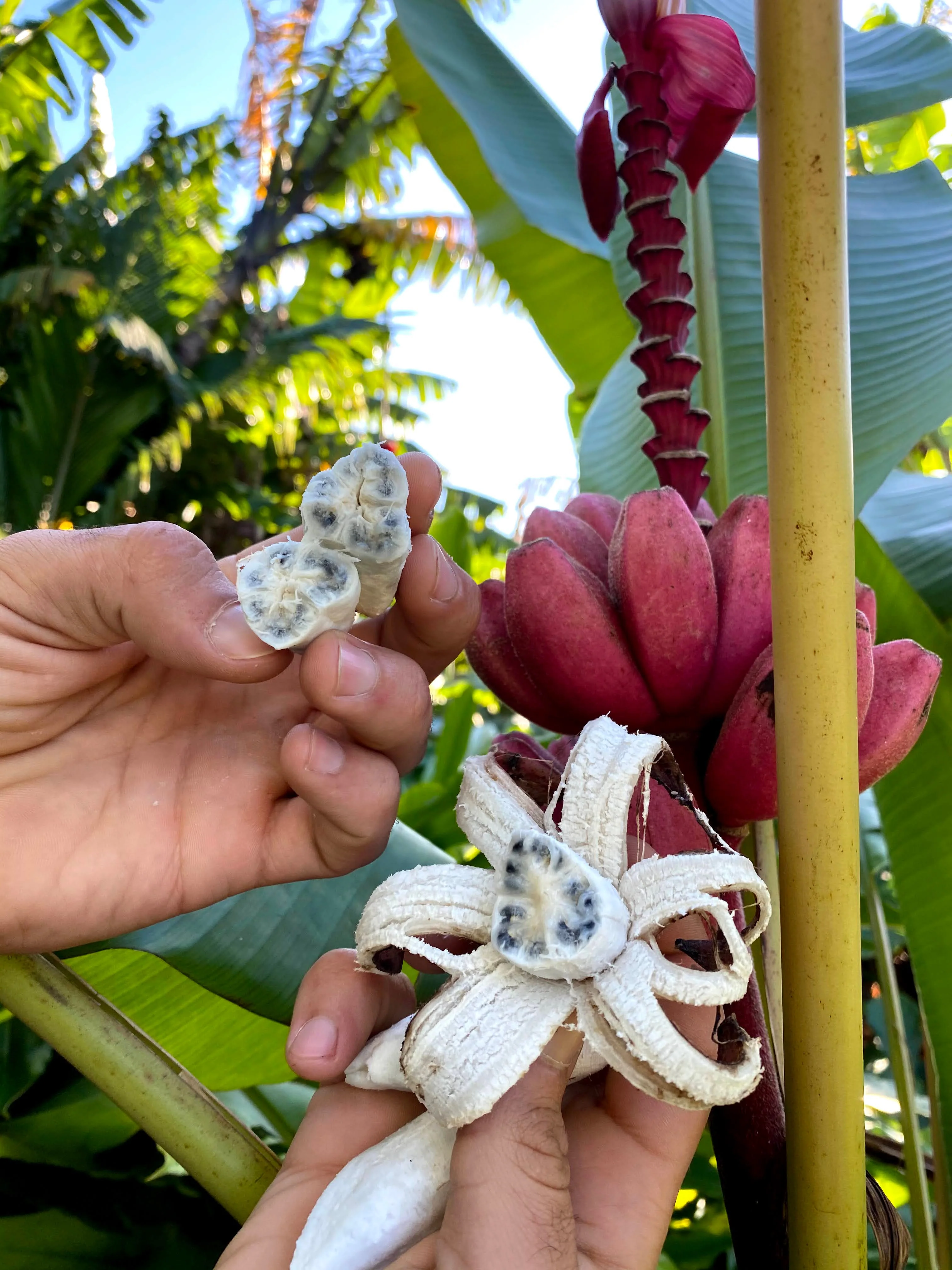 Pink Seeded Banana - Image 9