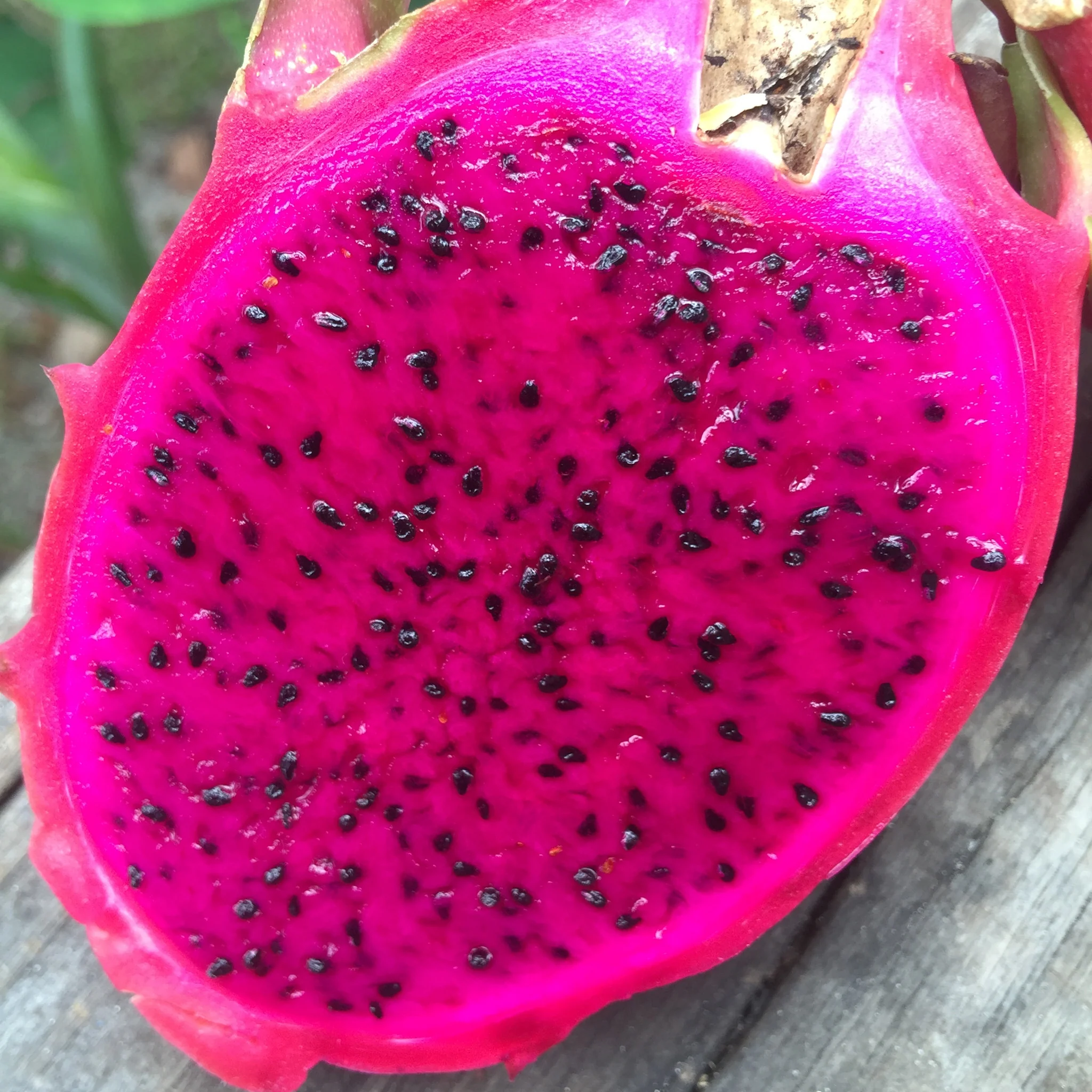 Red Dragonfruit (Pitaya) - Image 11