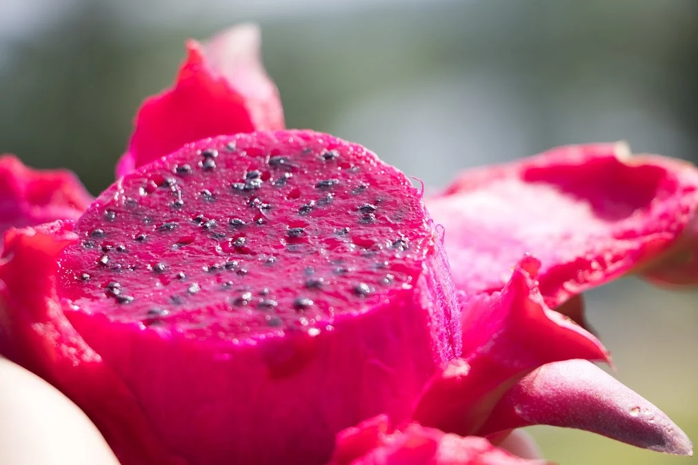Red Dragonfruit (Pitaya) - Image 16
