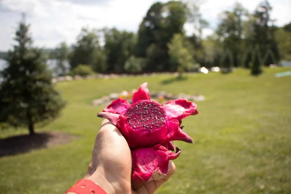 Red Dragonfruit (Pitaya) - Image 18