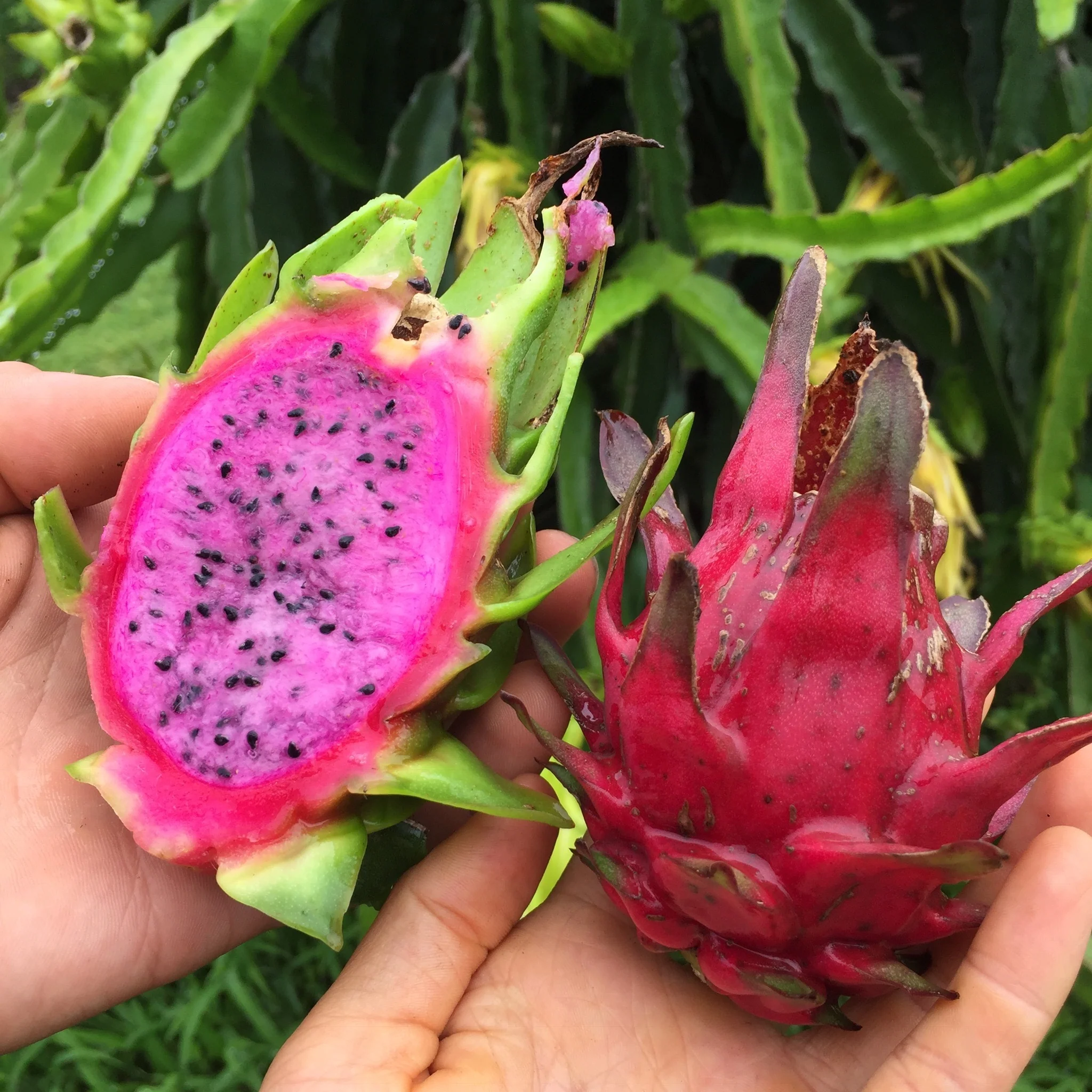 Red Dragonfruit (Pitaya) - Image 23