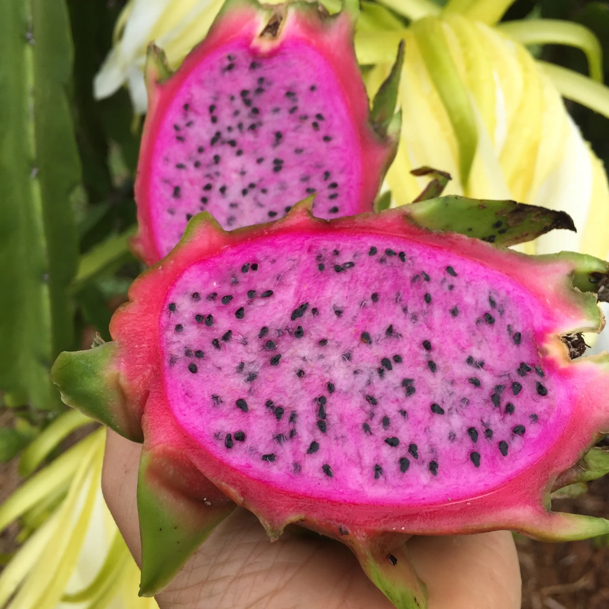 Red Dragonfruit (Pitaya) - Image 3