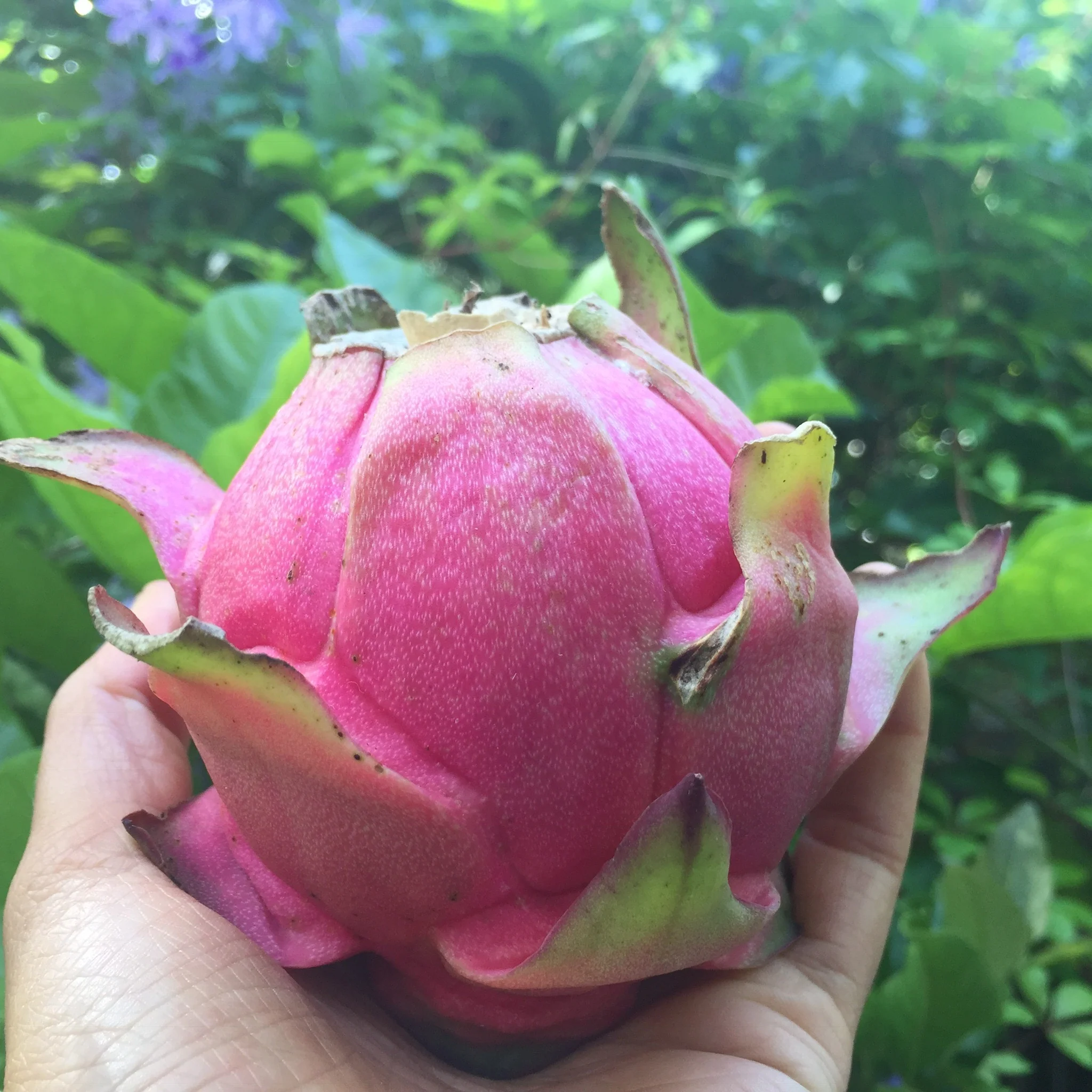 Red Dragonfruit (Pitaya) - Image 4