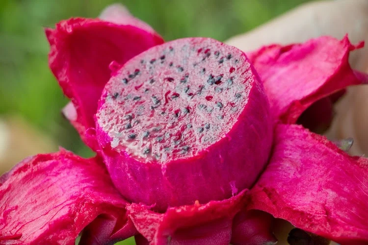 Red Dragonfruit (Pitaya) - Image 5