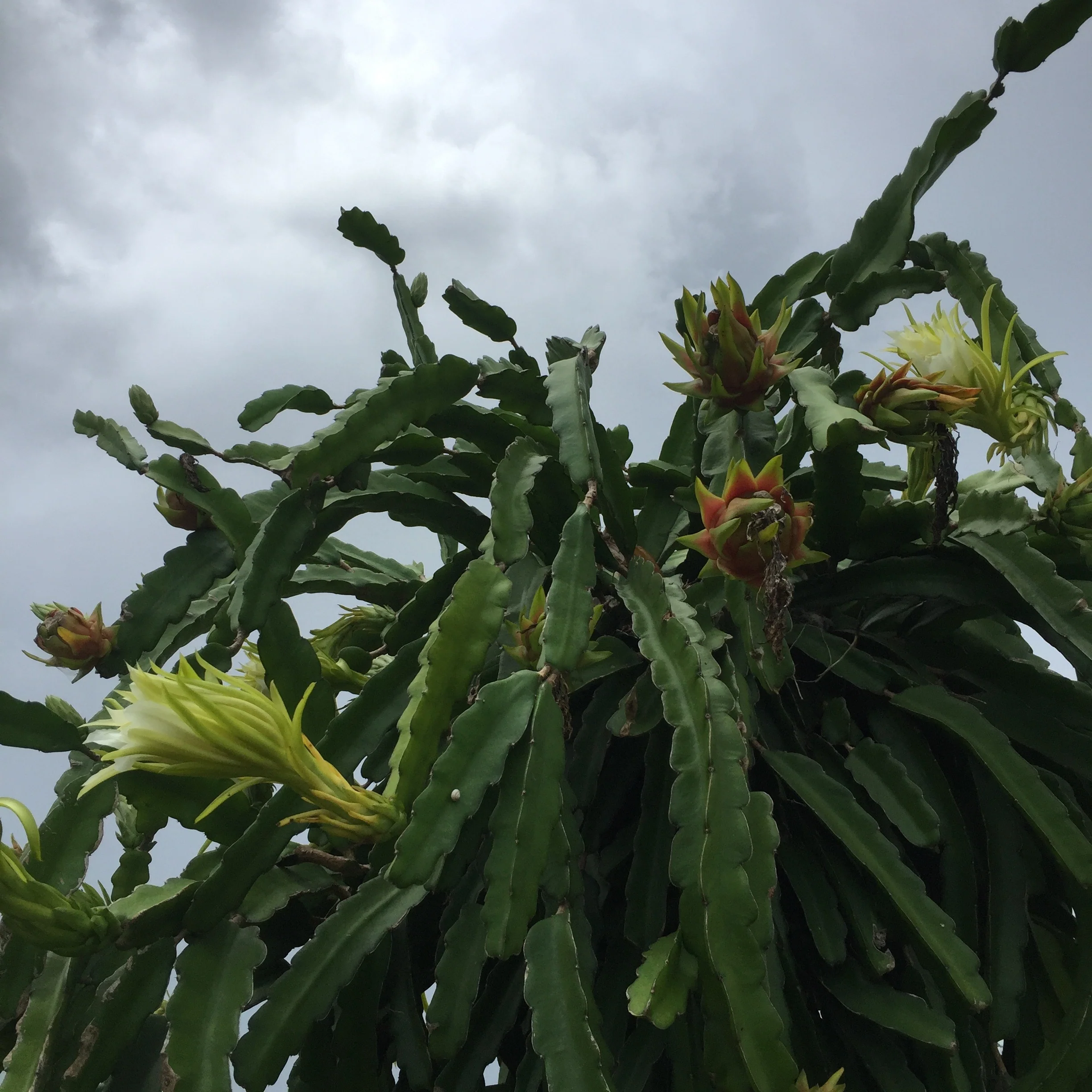 Red Dragonfruit (Pitaya) - Image 7