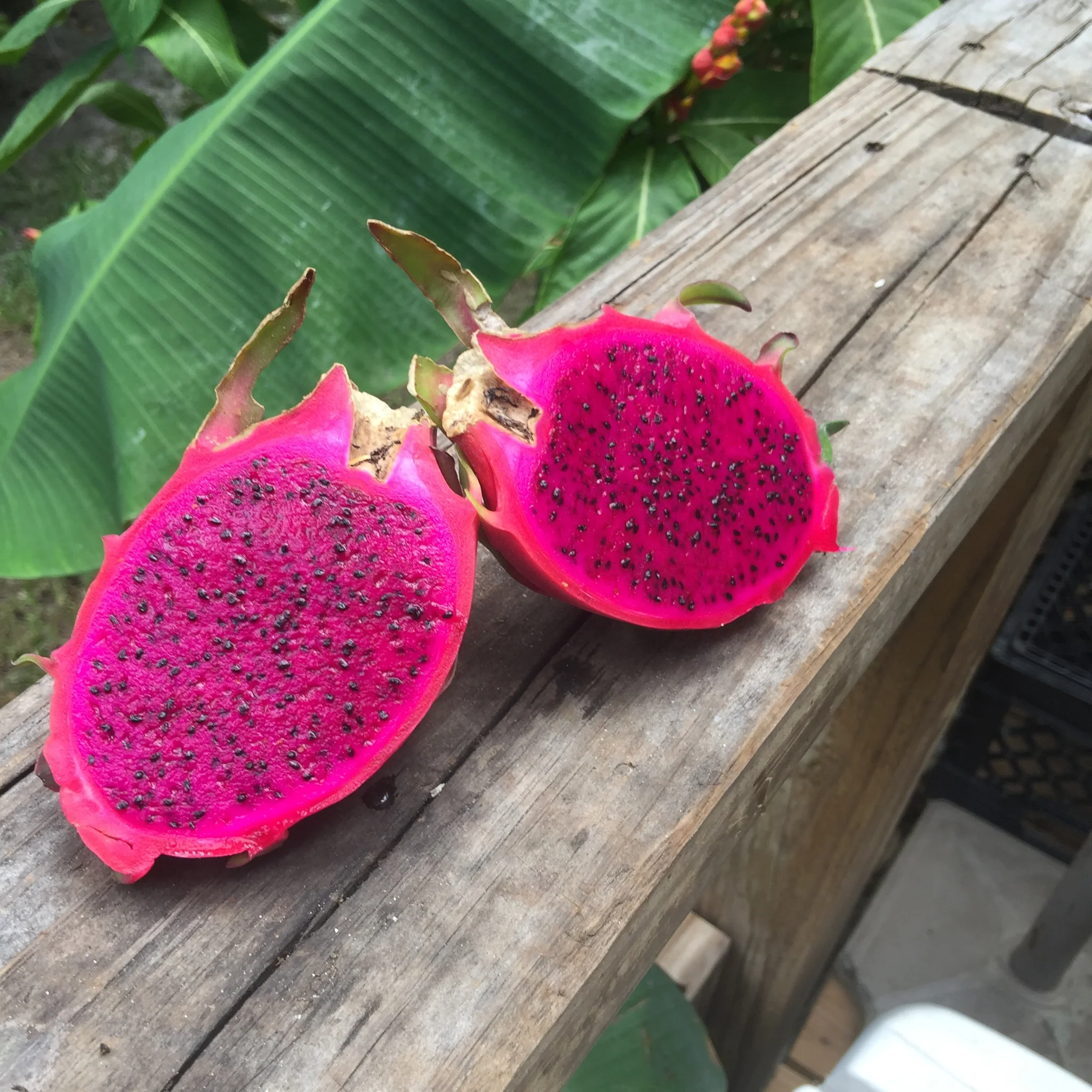 Red Dragonfruit (Pitaya) - Image 9
