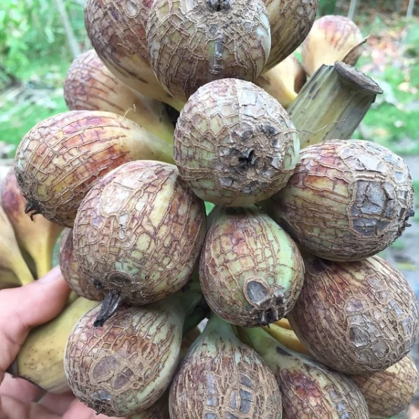 Pitogo Banana - Image 3