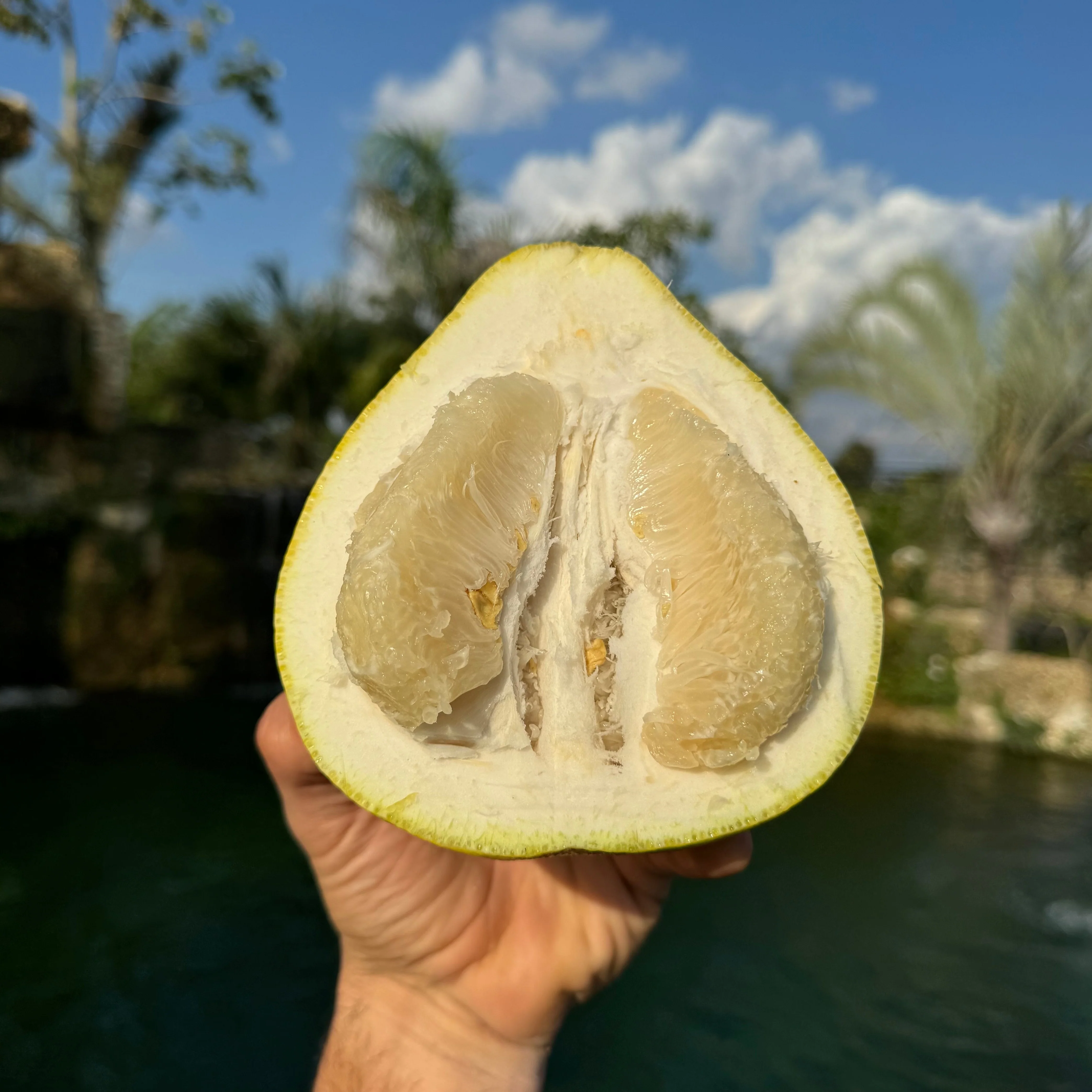 Platinum Rose Pomelo