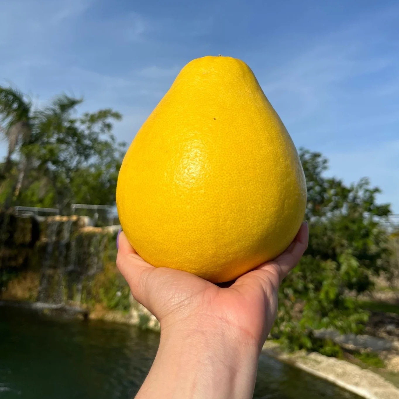 Platinum Rose Pomelo - Image 2