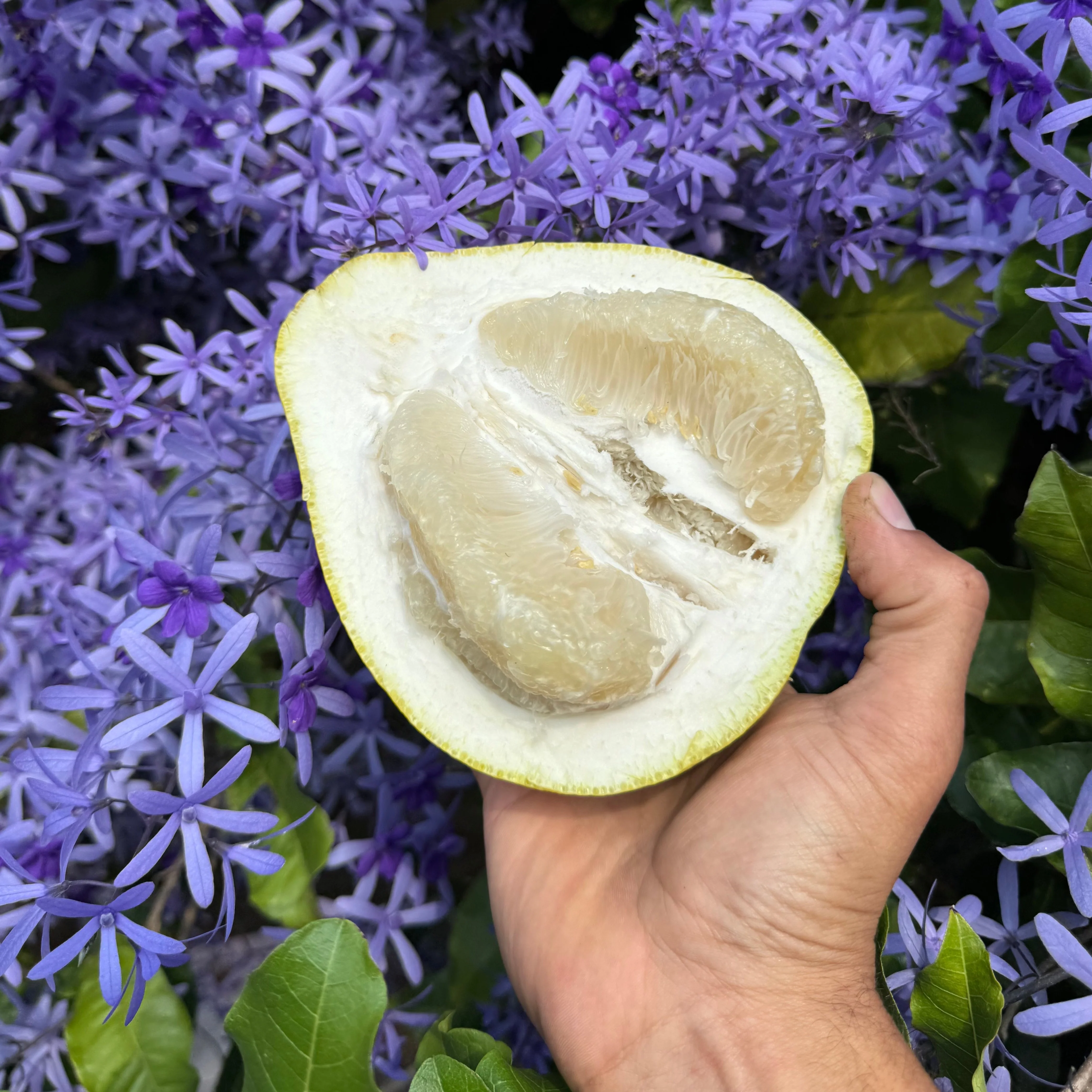 Platinum Rose Pomelo - Image 3
